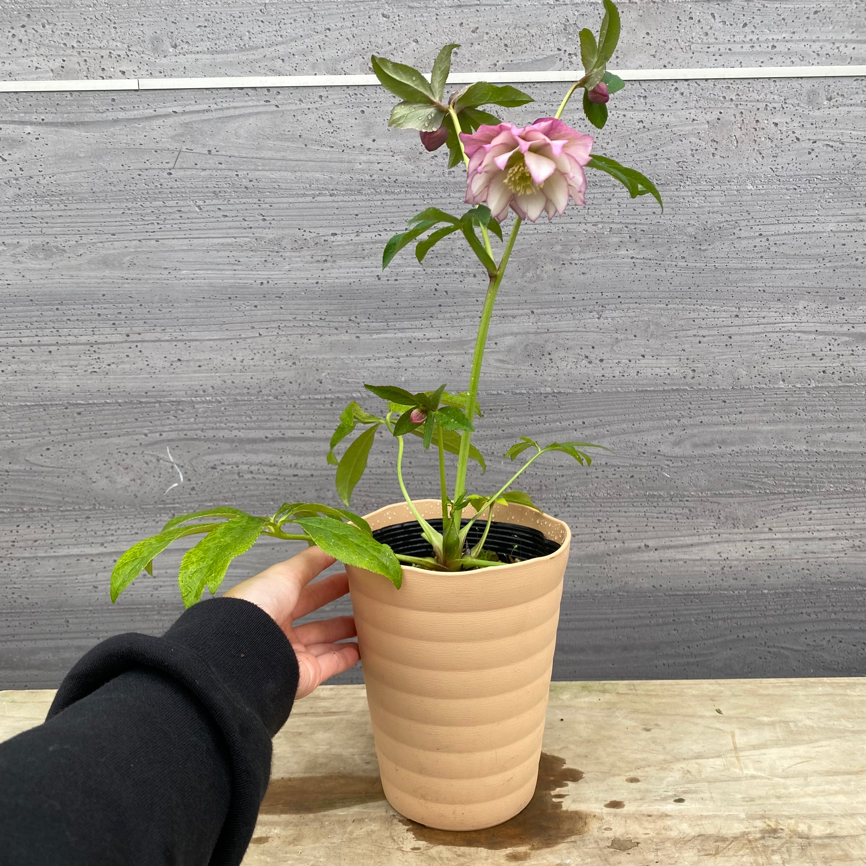 即売会 No.27068 クリスマスローズ ダブル咲き 5号鉢 – 植物家族