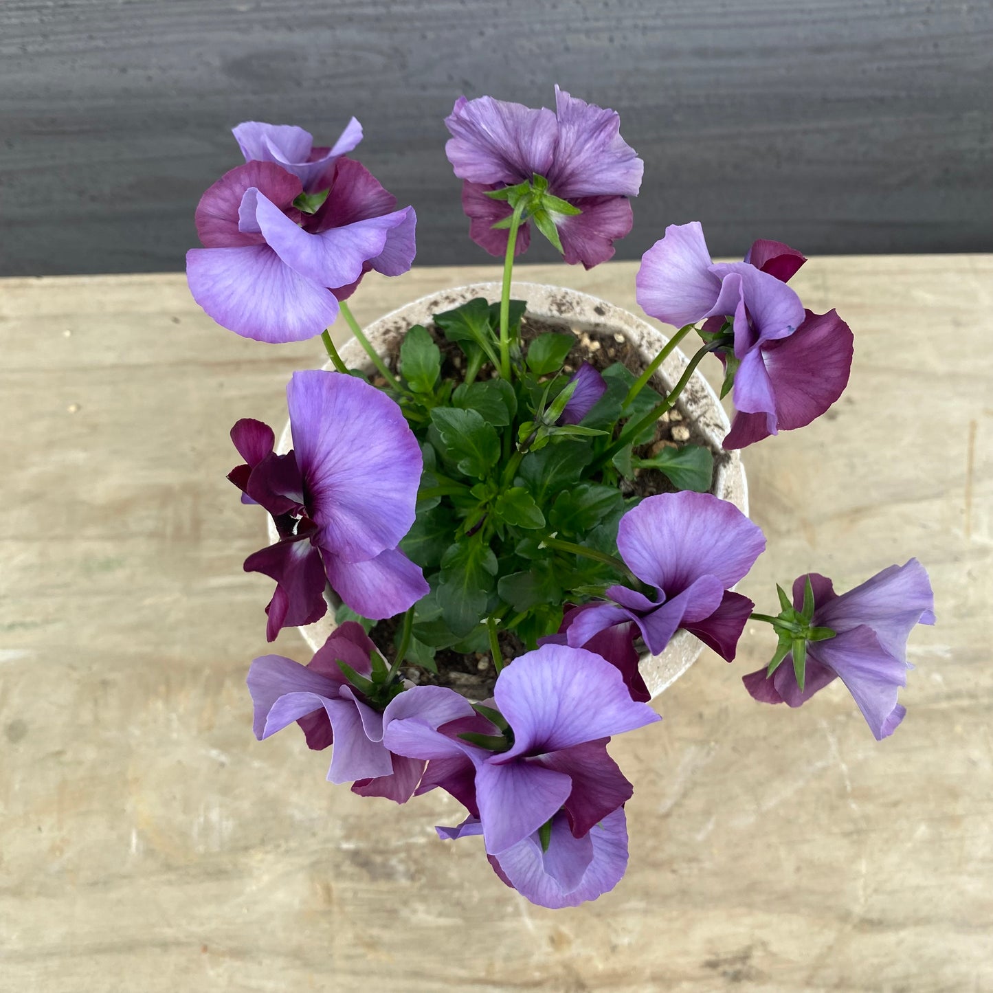 No.07022　ビオラ　スリットポット