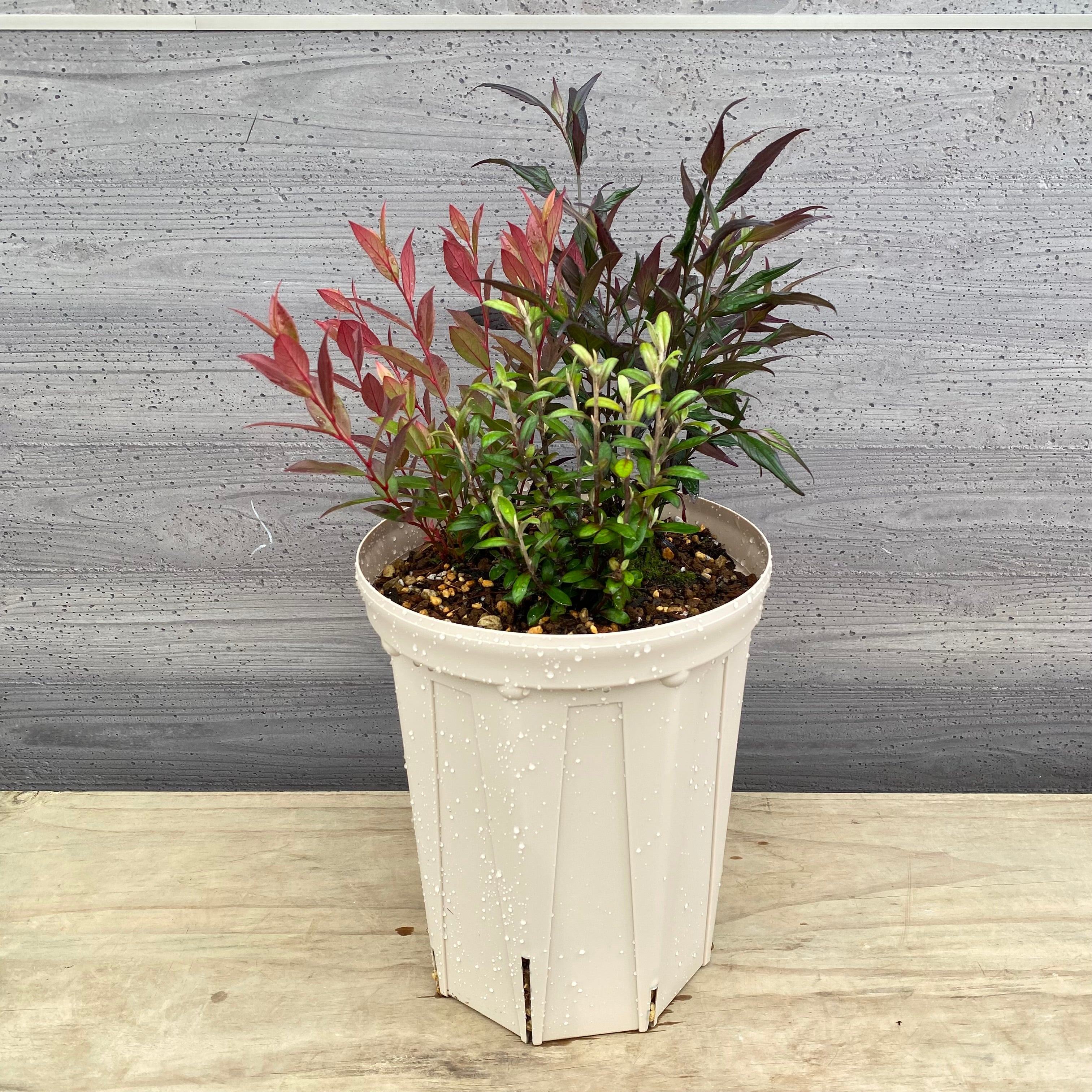 Pickup 全ての商品 – 植物家族