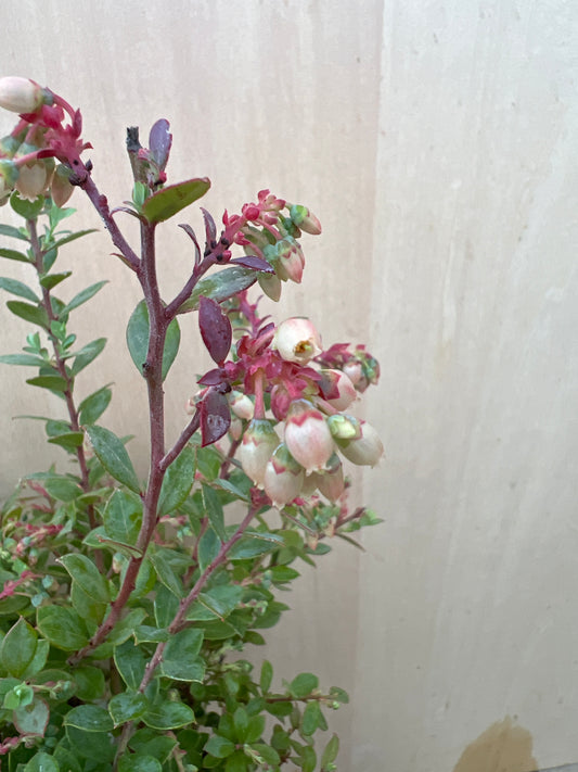 No.31044　ネイティブブルーベリー　プリティ　5号苗ポット