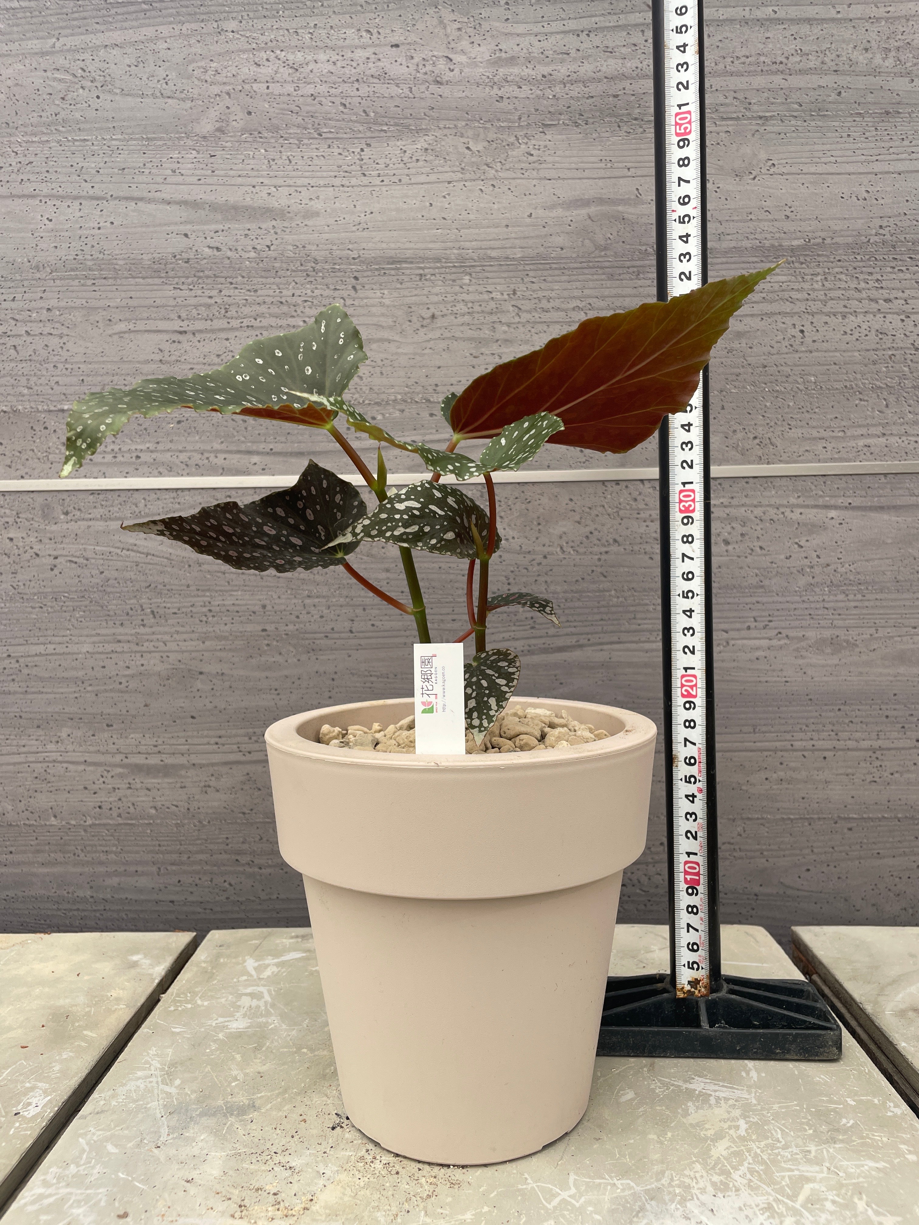 植物家族