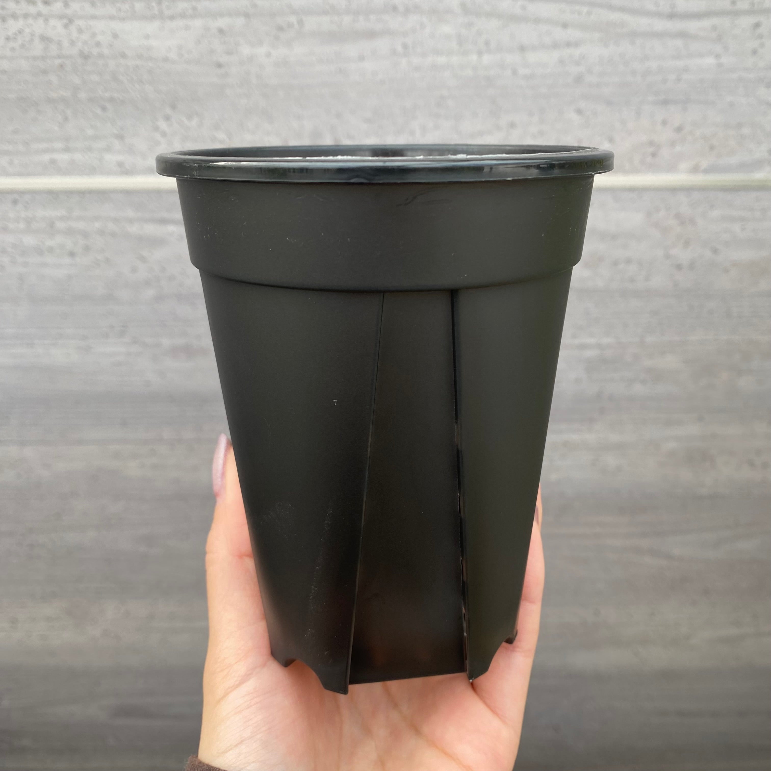 ㊹大きめ ももホイップ❣️ミニマカロン交❣️ルーフ交配❣️発根済6苗