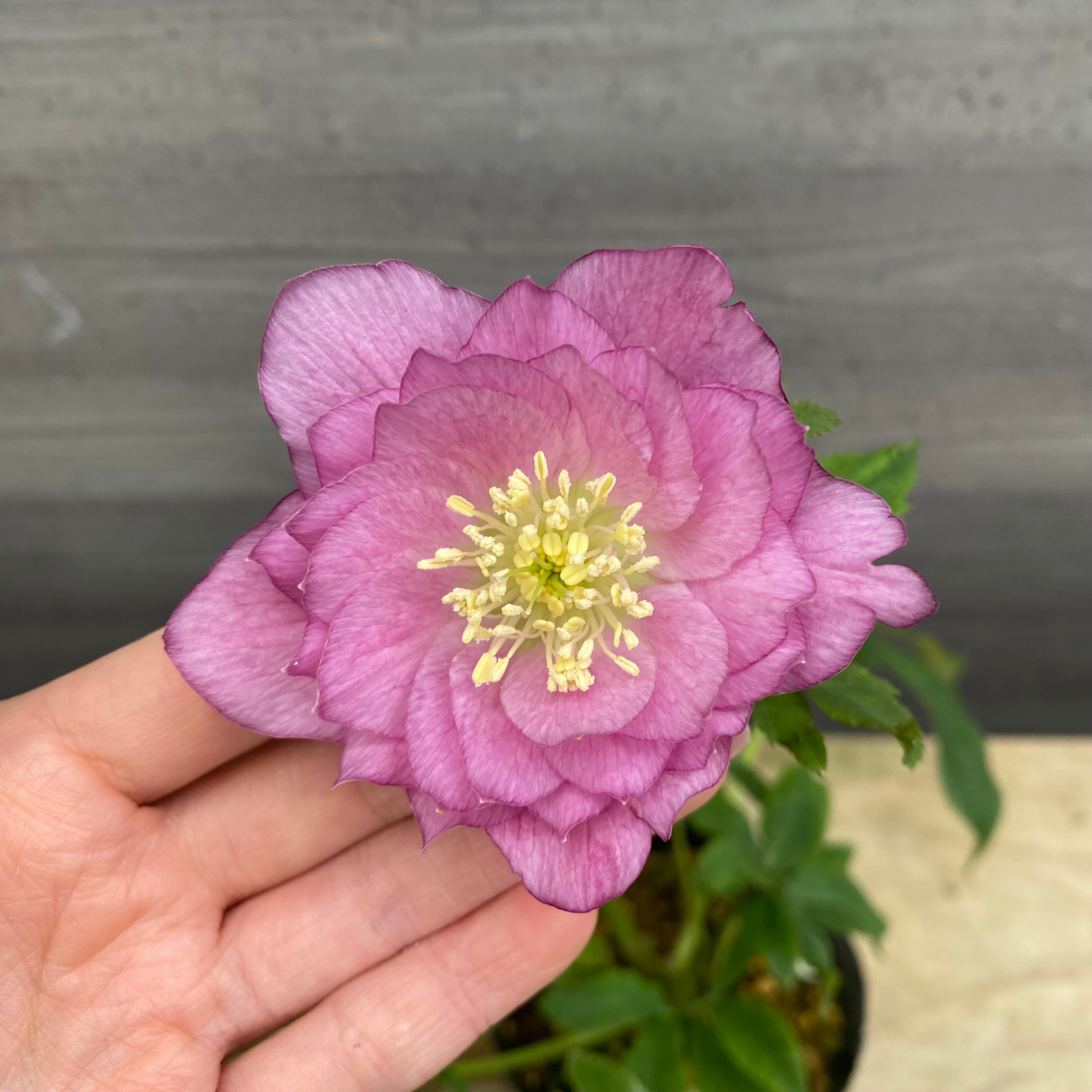 即売会 No.27094 クリスマスローズ ダブル咲き 3.5号苗ポット – 植物家族