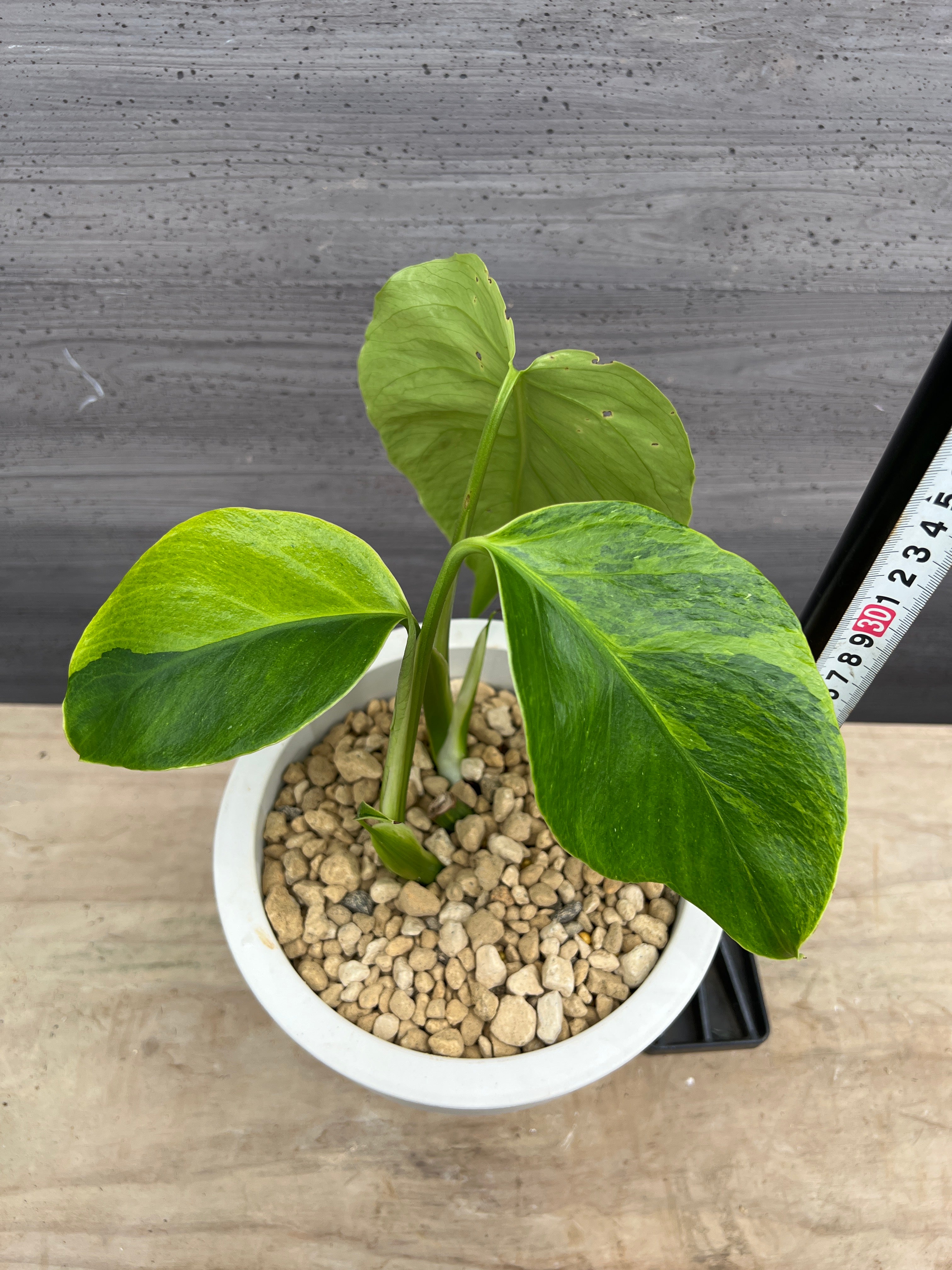 社長植栽☆モンステラ オーレア 6号おすすめ白ポット – 植物家族