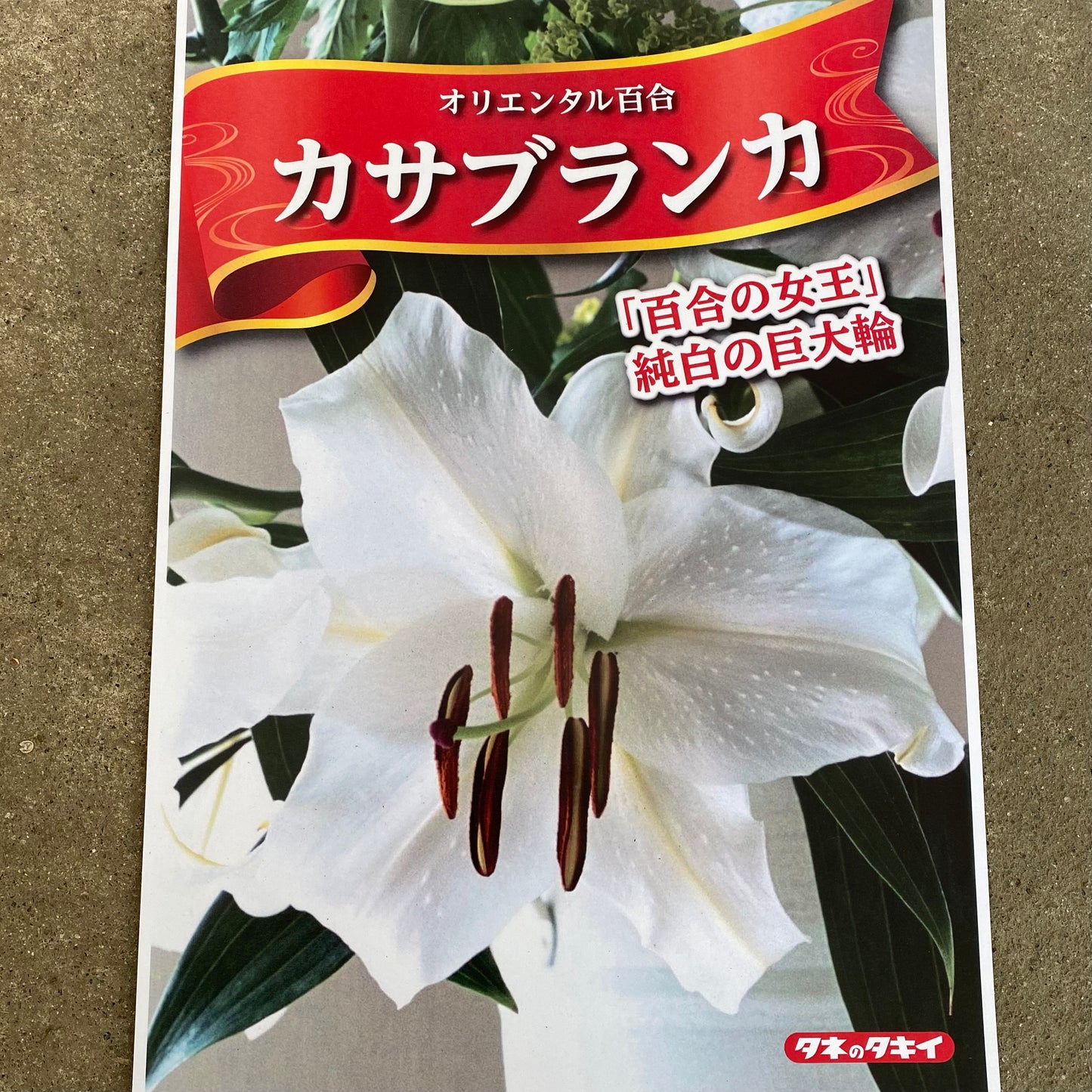 超特大球（北海道産）カサブランカ百合球根　2球セット