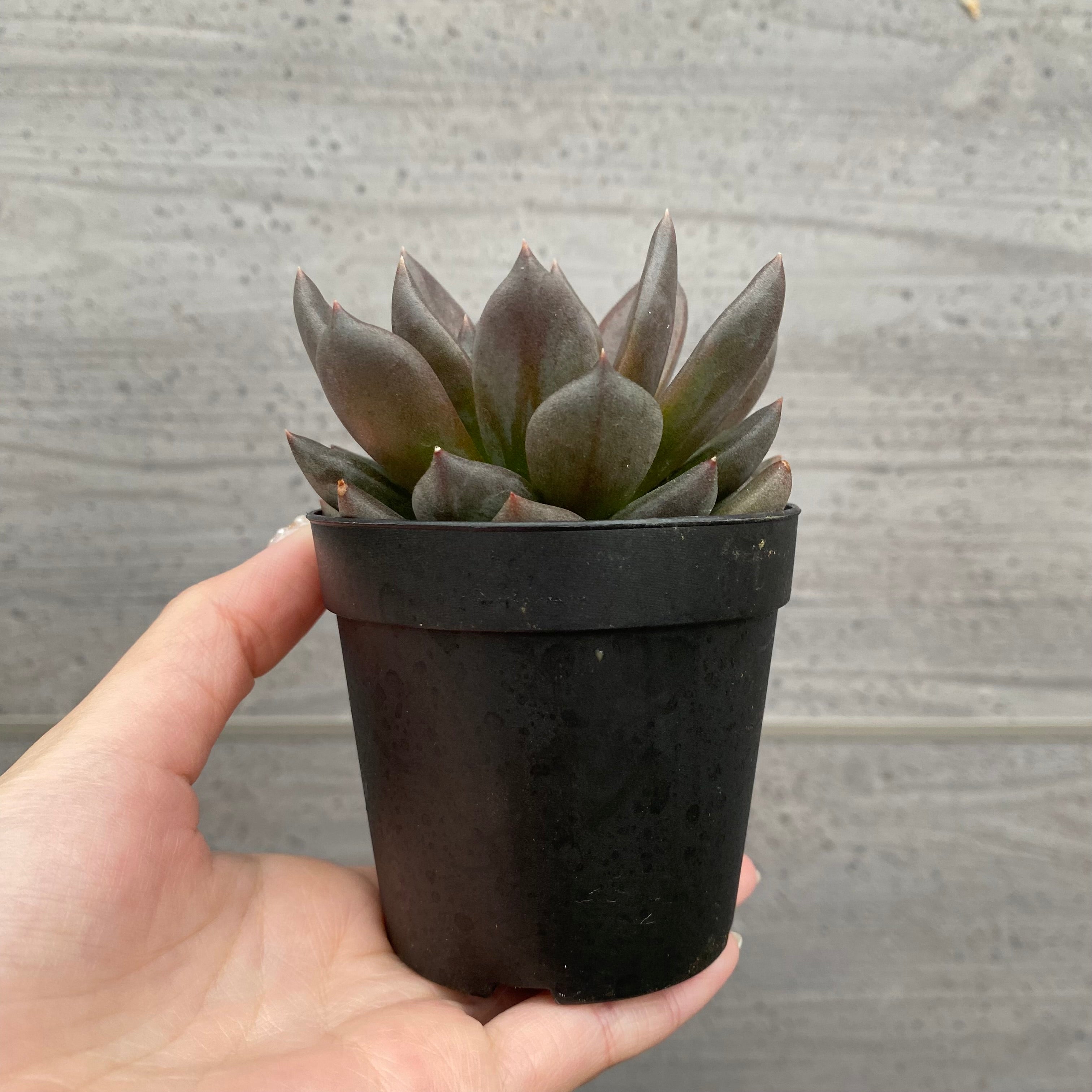 Pickup 全ての商品 – 植物家族