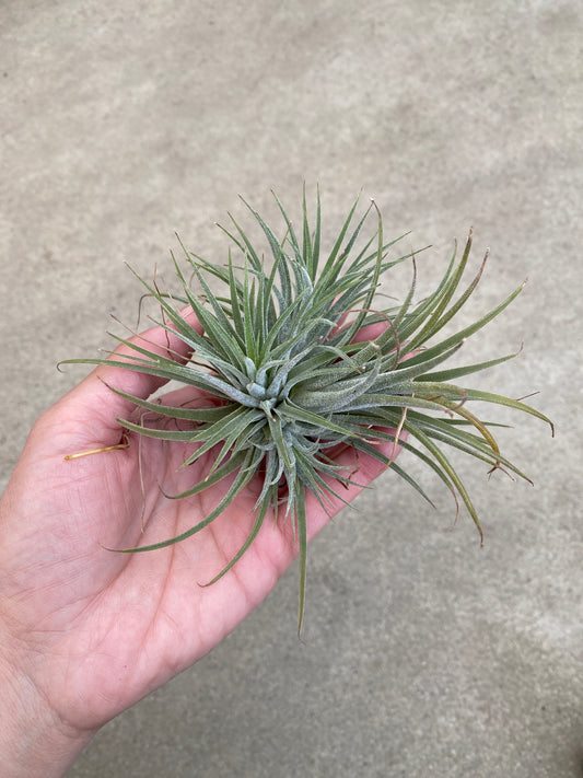 No.28001　ティランジア　イオナンタ