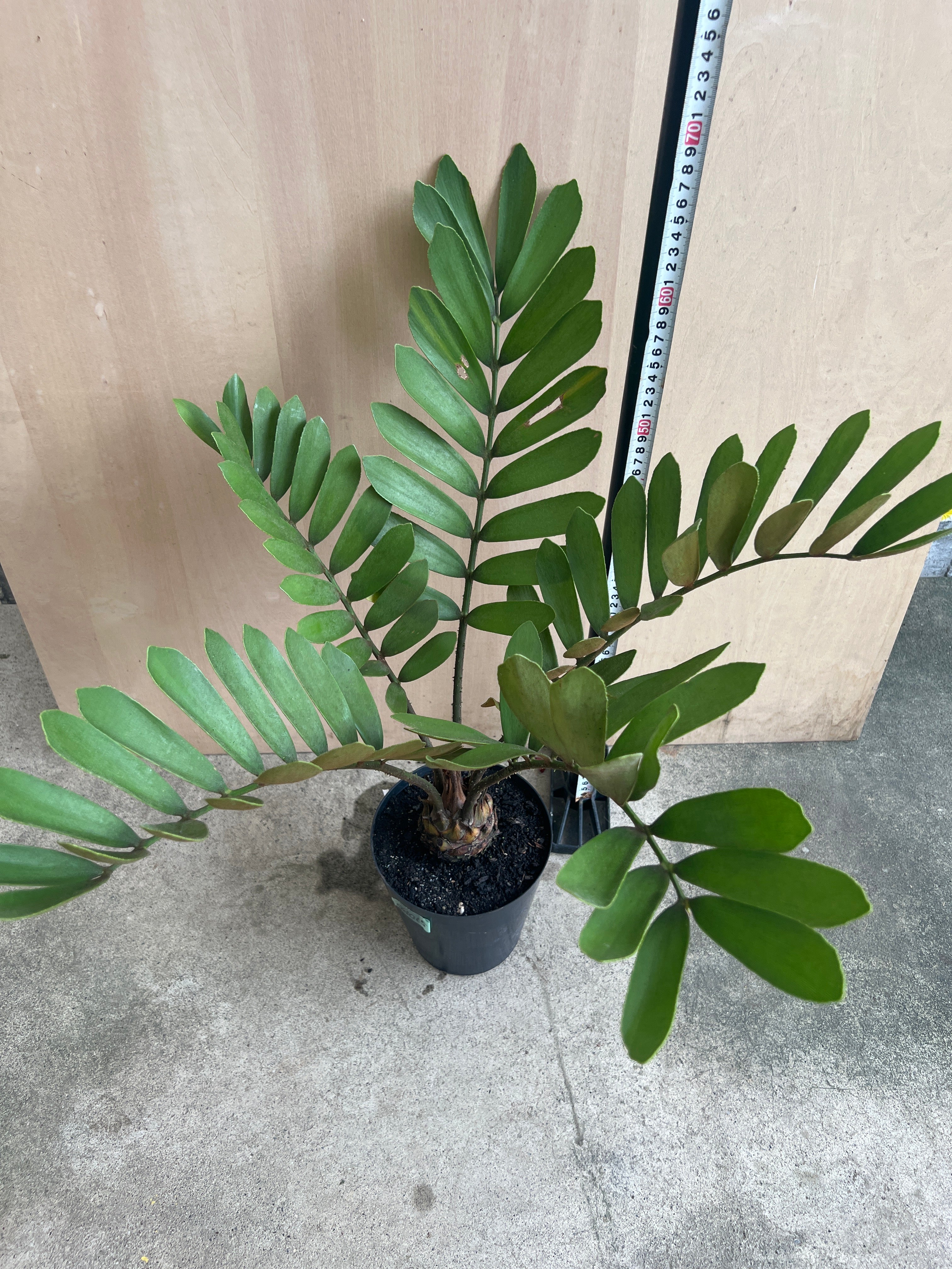 Pickup 全ての商品 – 植物家族