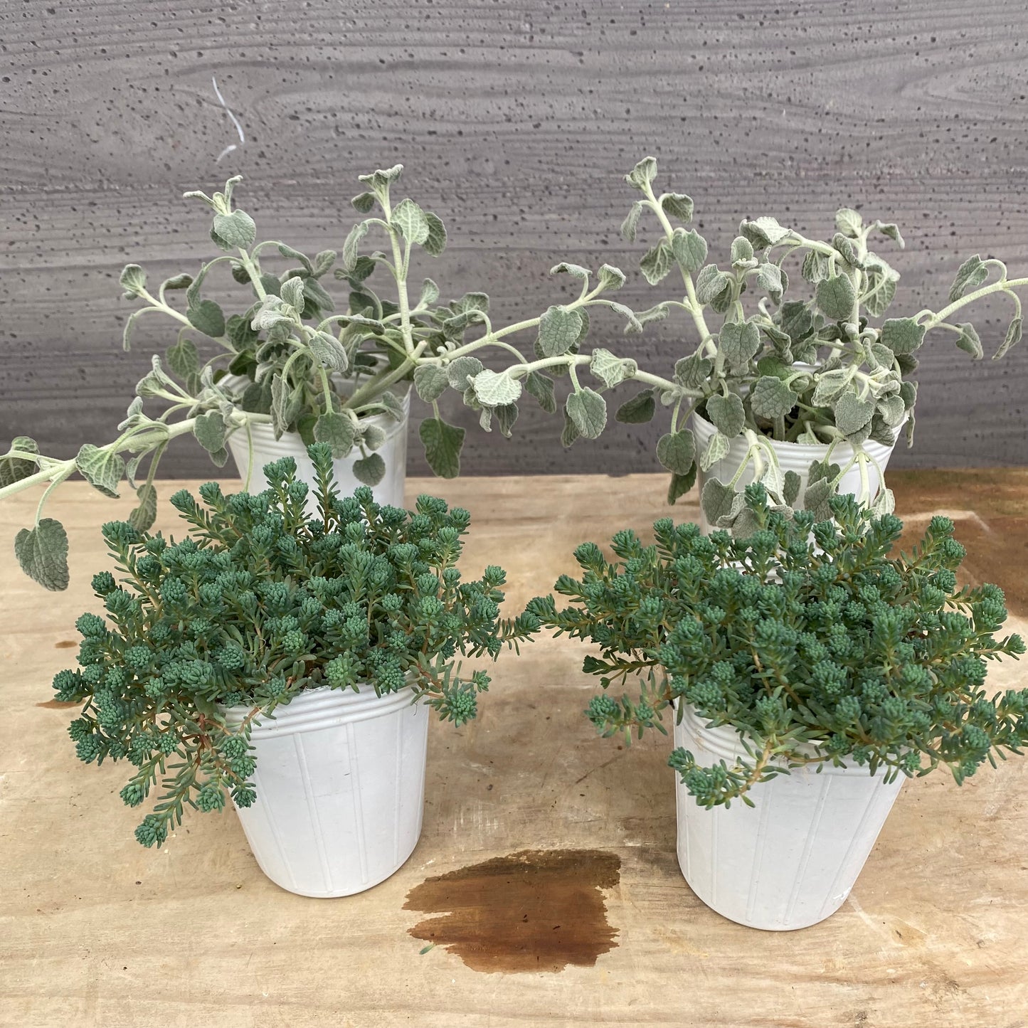 No.08015　カラーリーフ　4個セット