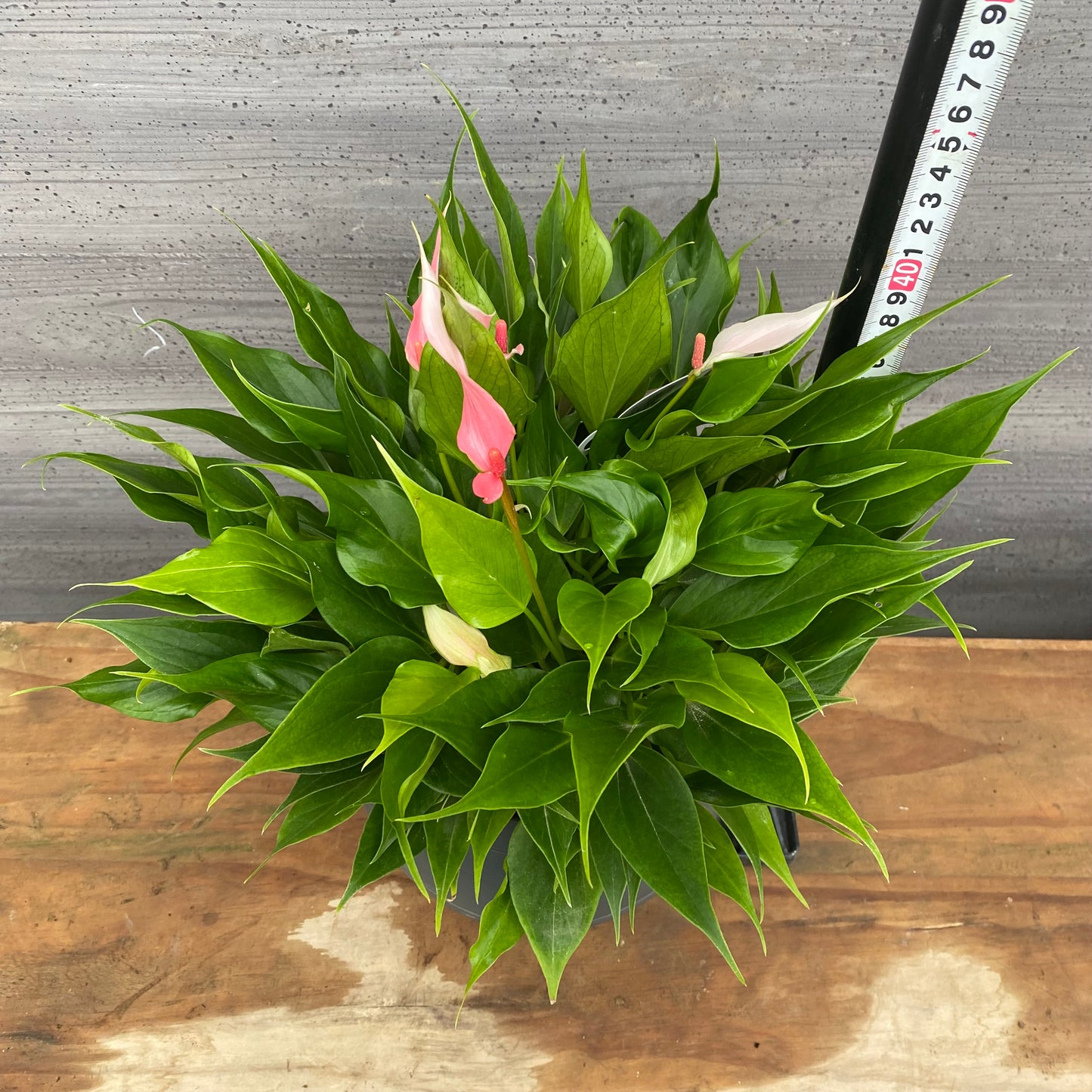 市場仕入れ即売会　No.25048　アンスリウム　リリー　7号底面給水鉢　黒