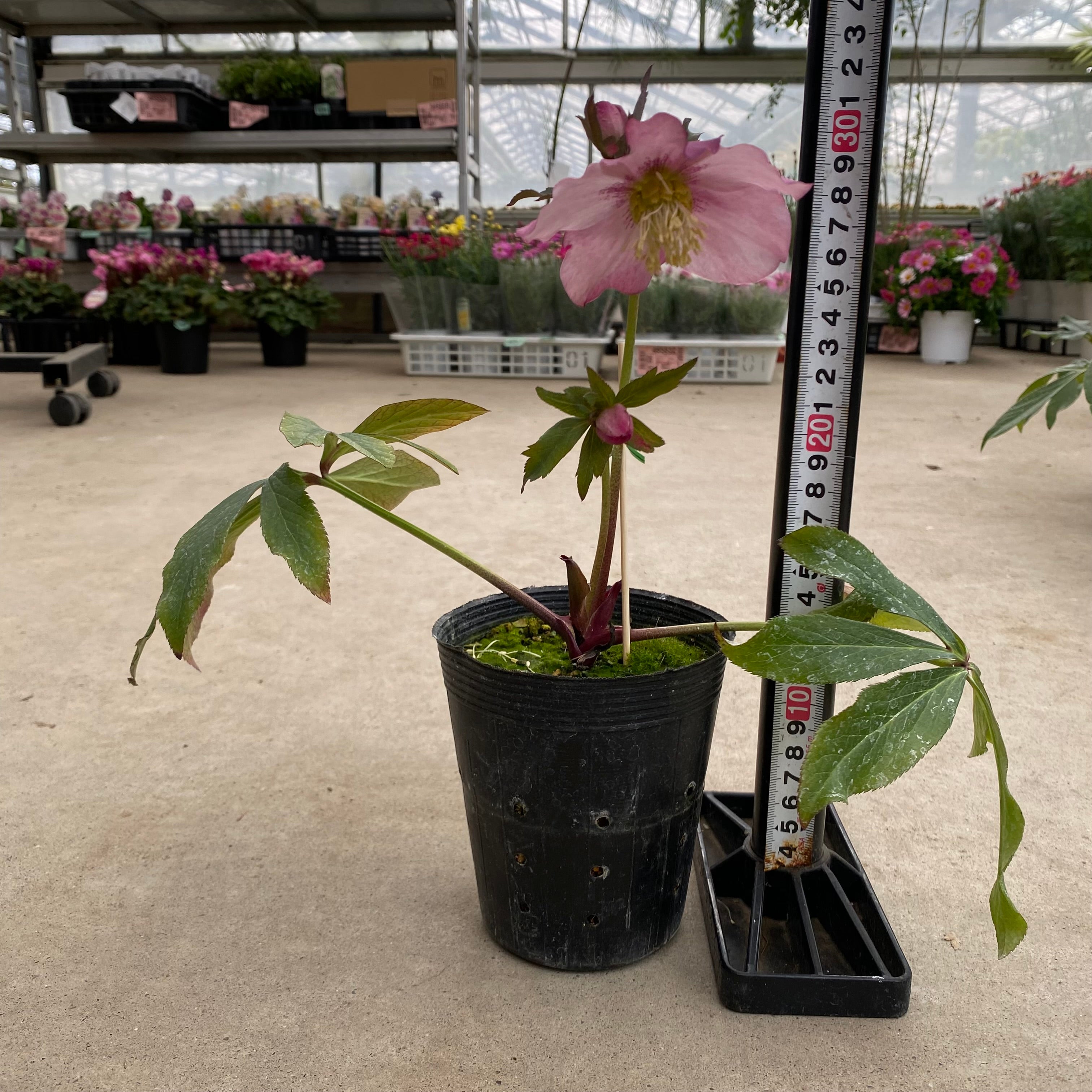 クリスマスローズ 20057 クリスマスローズ シングル咲き 3.5号苗ポット – 植物家族