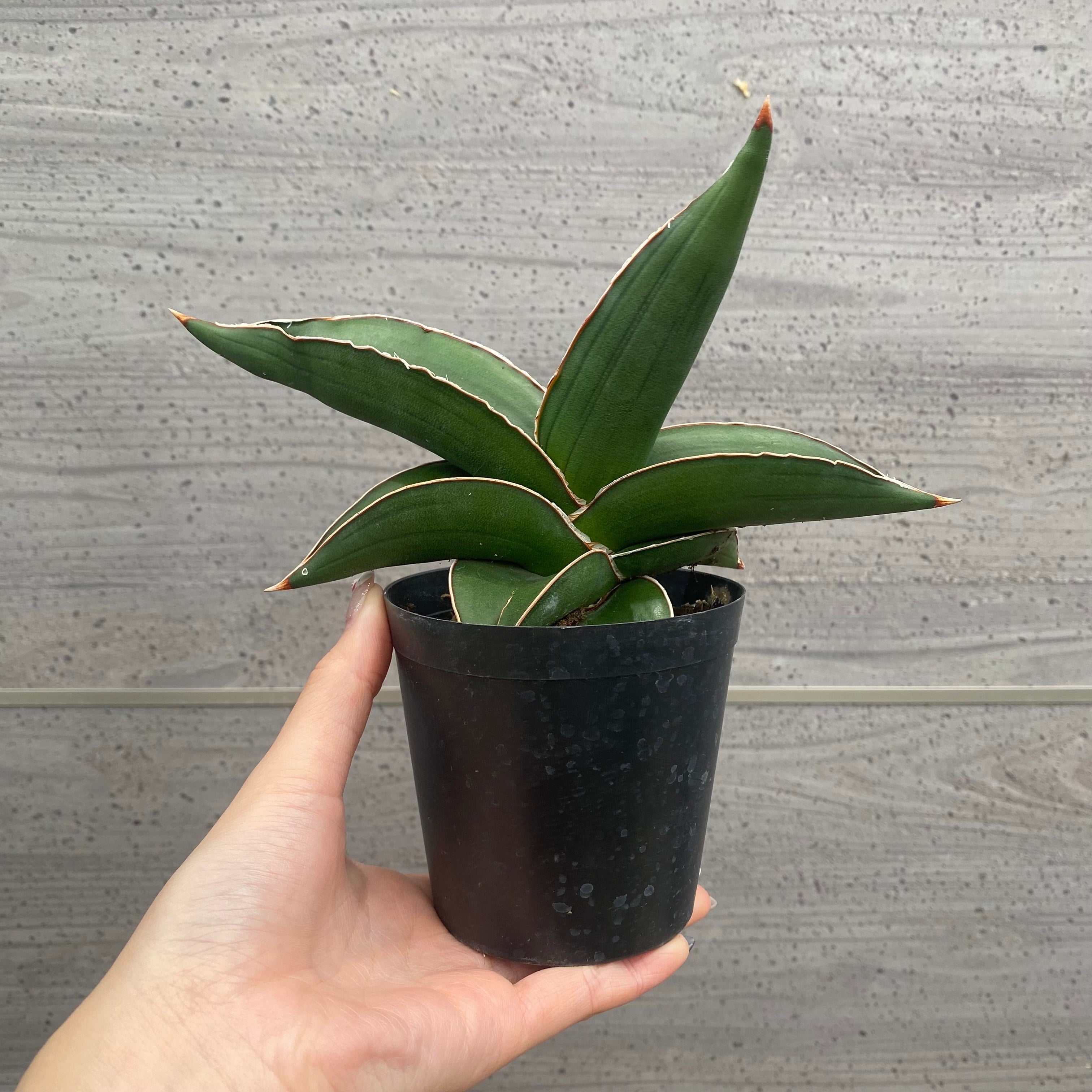 植物 – 植物家族