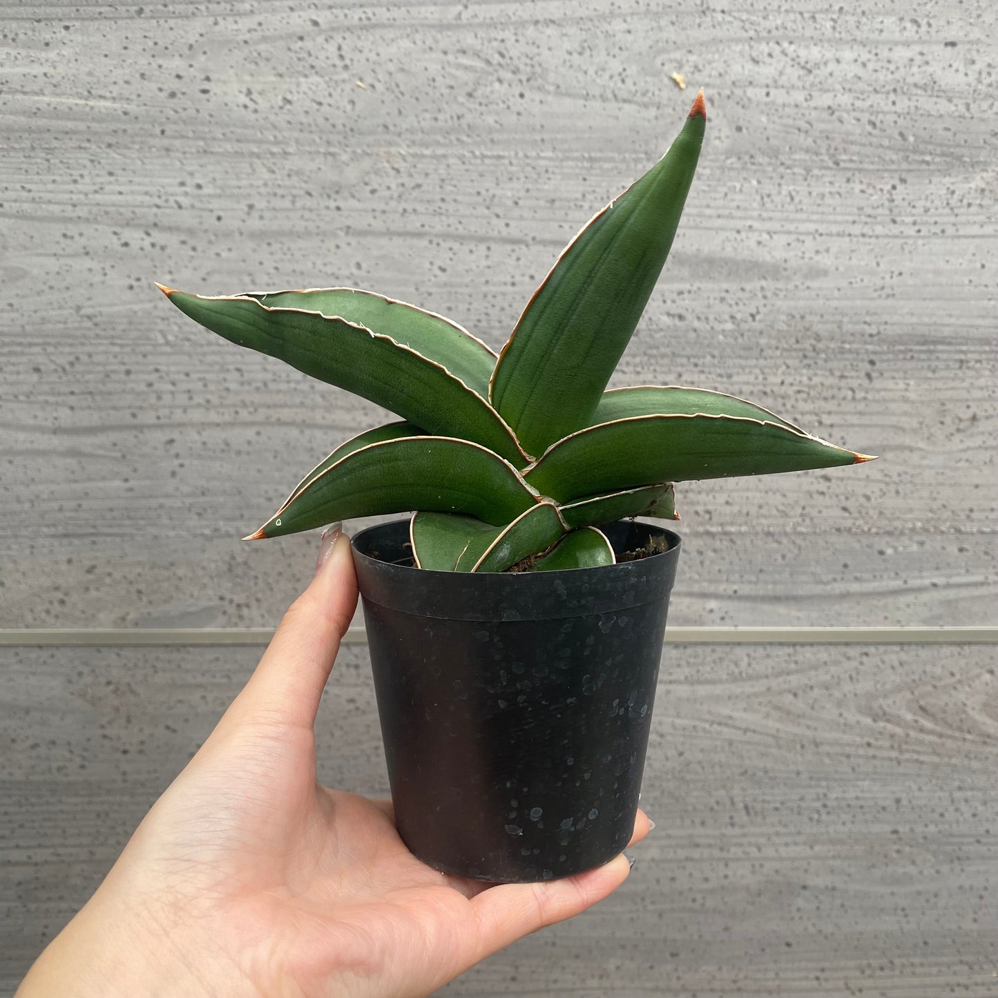 No.13006　サンスベリア　サムライ　3号鉢