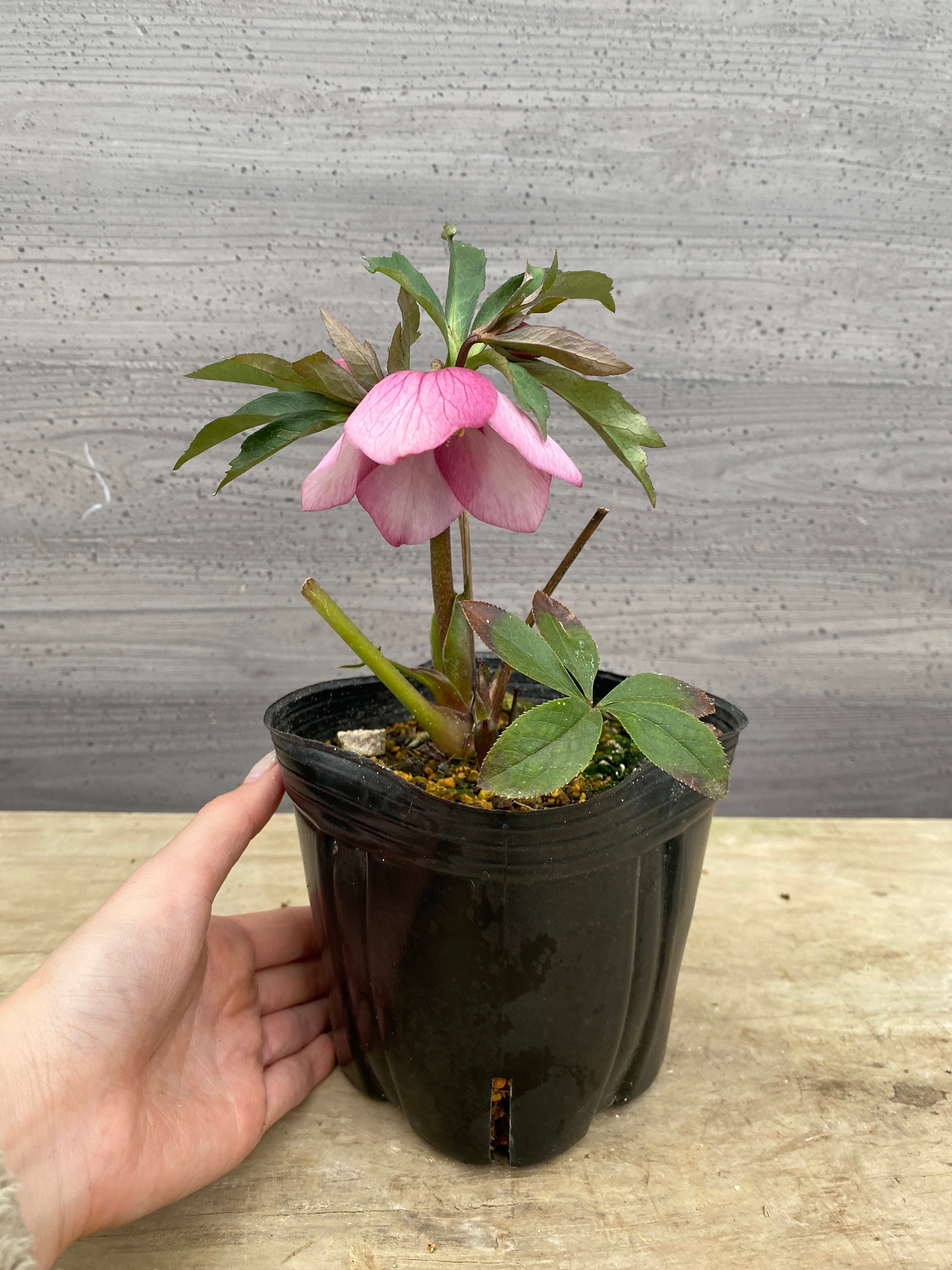 Pickup 全ての商品 – 植物家族