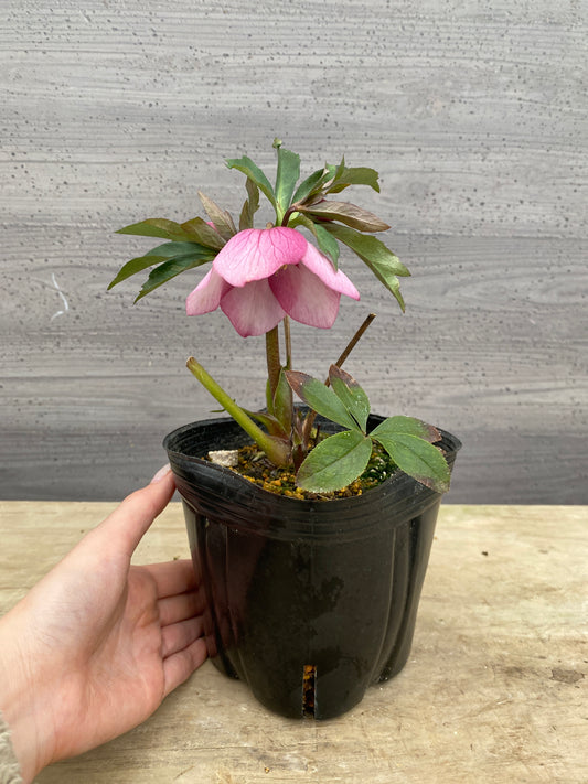 No.05081　横山園芸★クリスマスローズ　シングル咲き　5号苗ポット