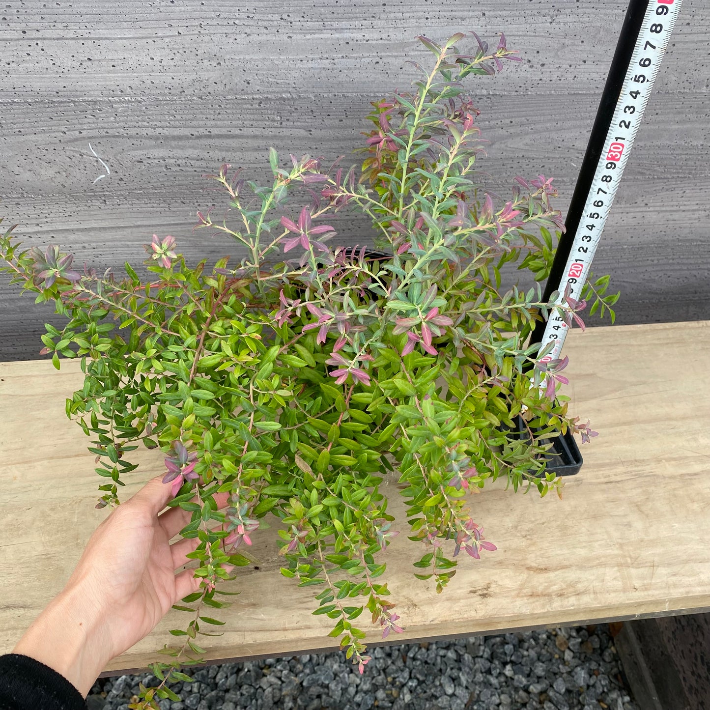 ブルーベリー　ローザスプラッシュ　5号苗ポット　★1本で結実します