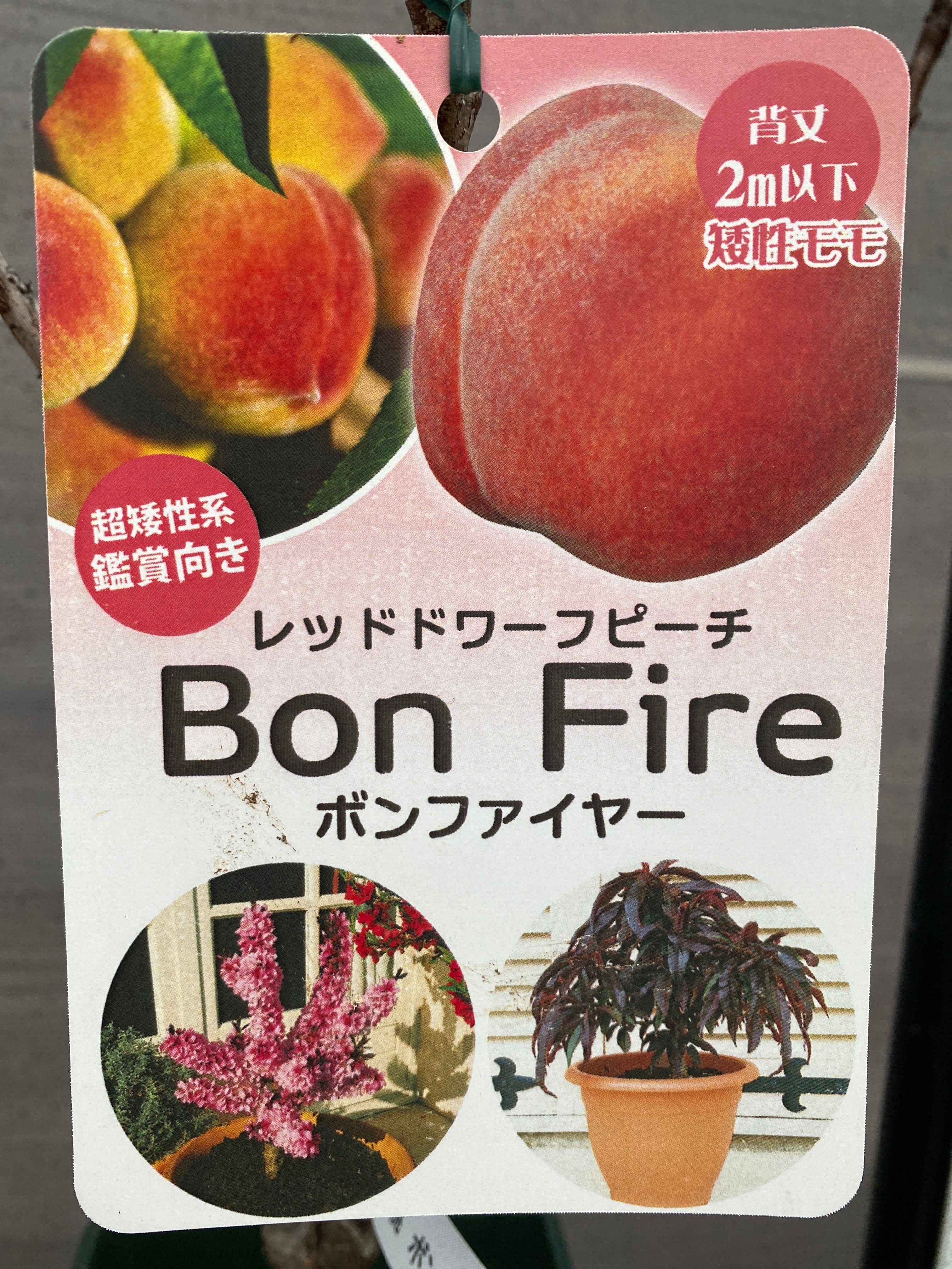 Pickup 全ての商品 – 植物家族