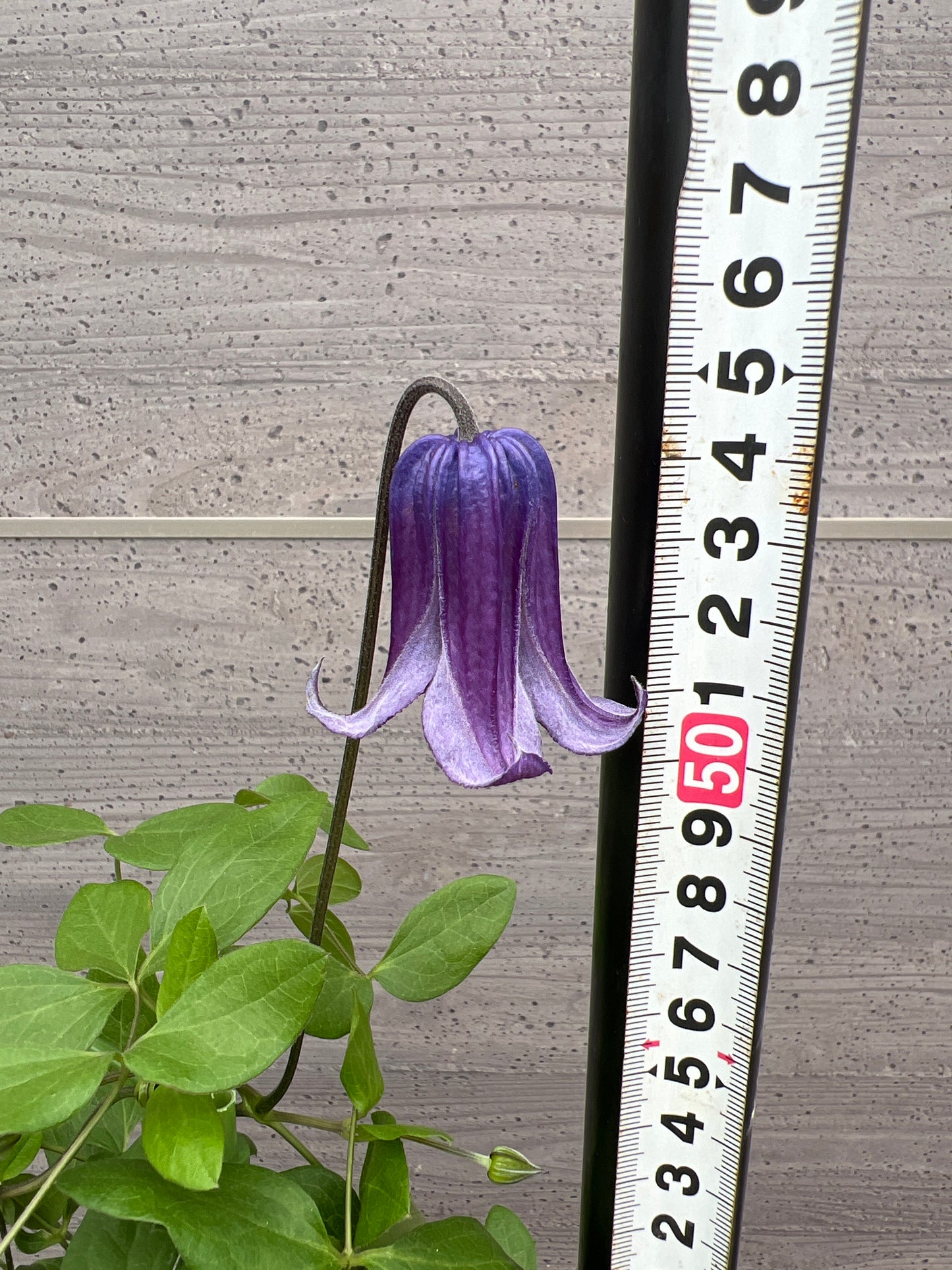 社長植栽★クレマチス　篭口　7号おすすめ白ポット