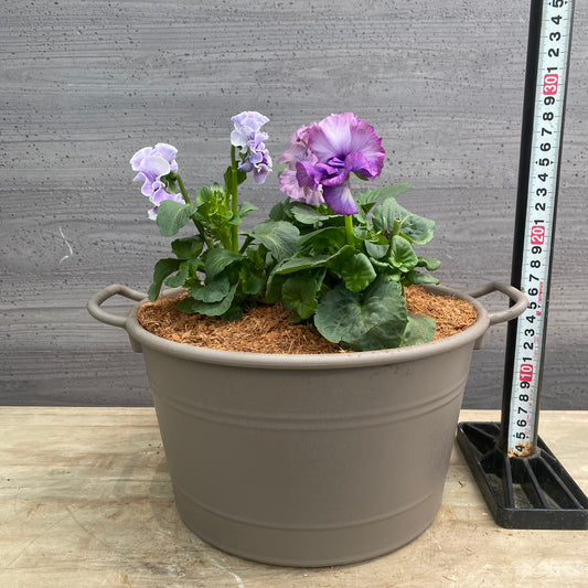 寄せ植えM 手つきポットグレー