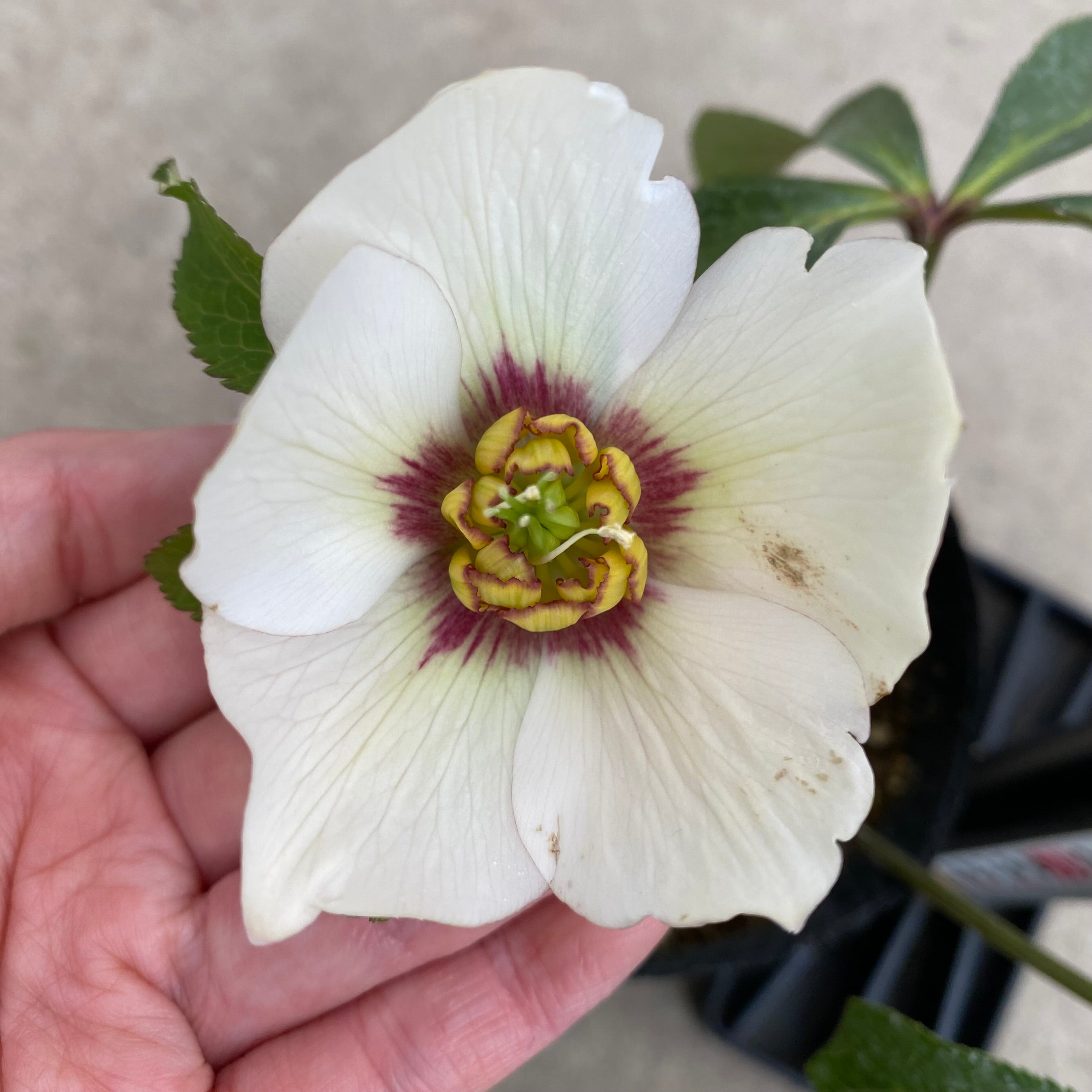 坊ノ前様にご提案苗㉖-105クリスマスローズ Amazon.co.jp: クリスマスローズ 