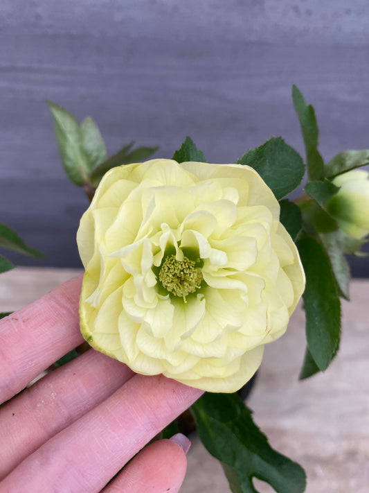 No.05126 横山園芸★クリスマスローズ プリマドレス 5号苗ポット