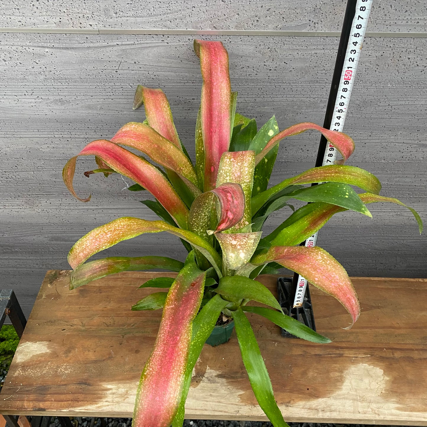 市場仕入れ即売会　No.25026　ビルベルギア　シェビーチック　3.5号鉢