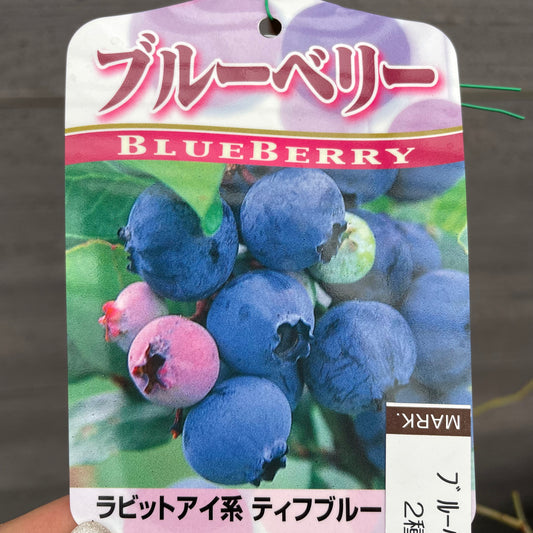 ブルーベリー(ラビットアイ系)2種混合植え 5号鉢