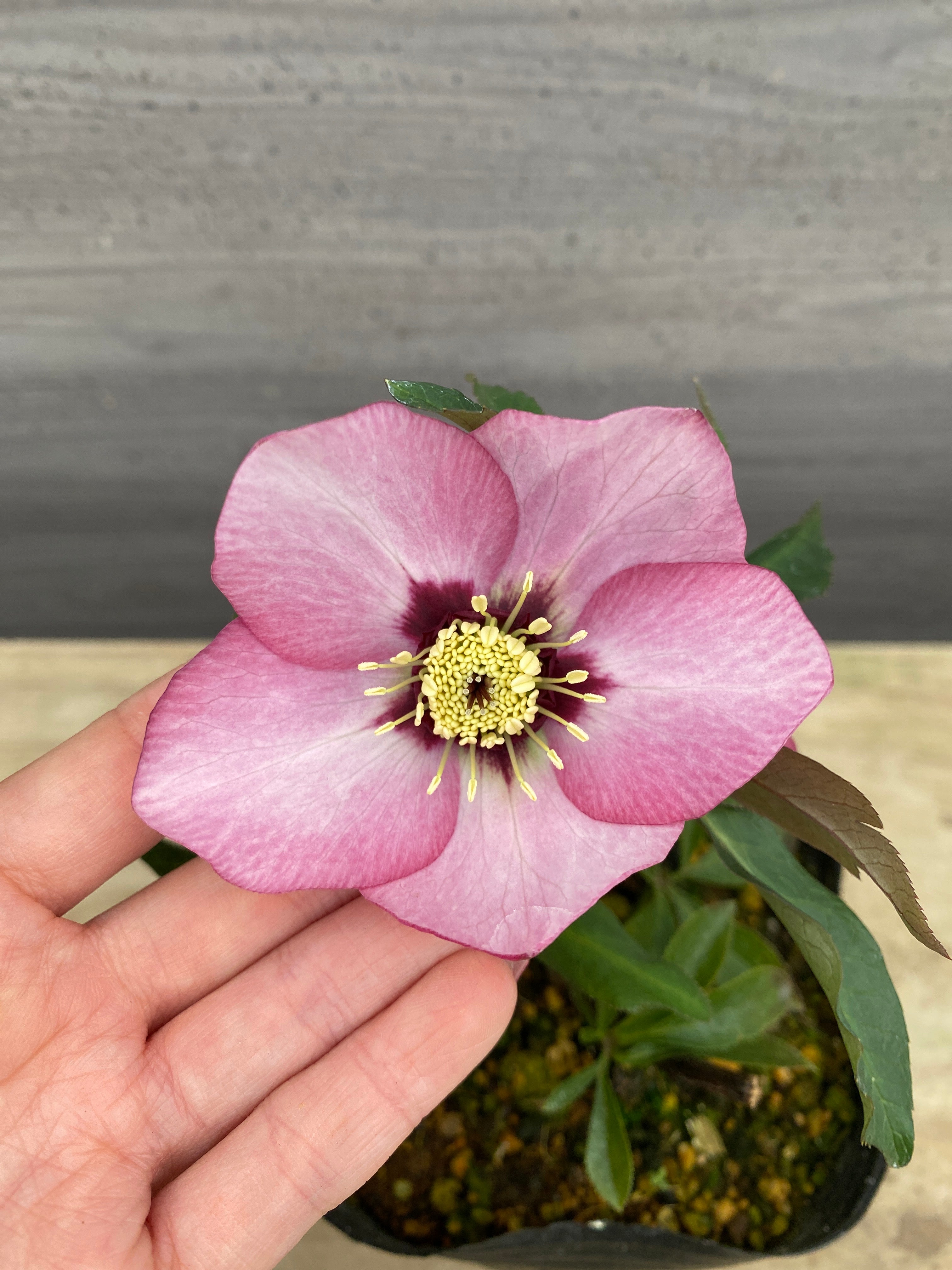 Pickup 全ての商品 – 植物家族