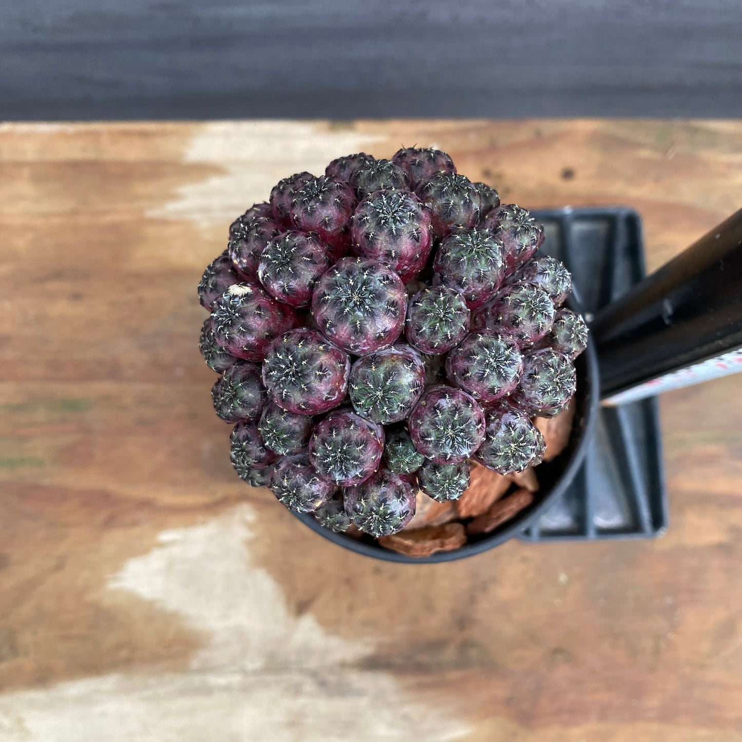 市場仕入れ即売会　No.25065　サボテン接ぎ木K　3号鉢