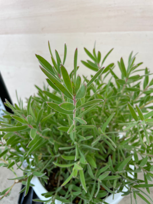 M62　リュウカデンドロン　6号鉢