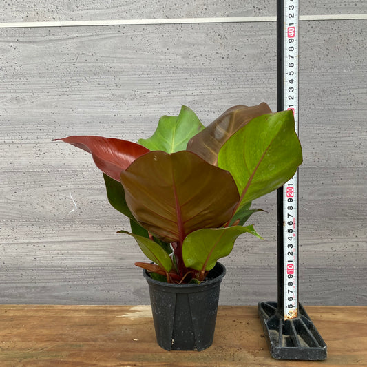 市場仕入れ即売会　No.25031　フィロデンドロン　チェリーレッド　3.5号鉢