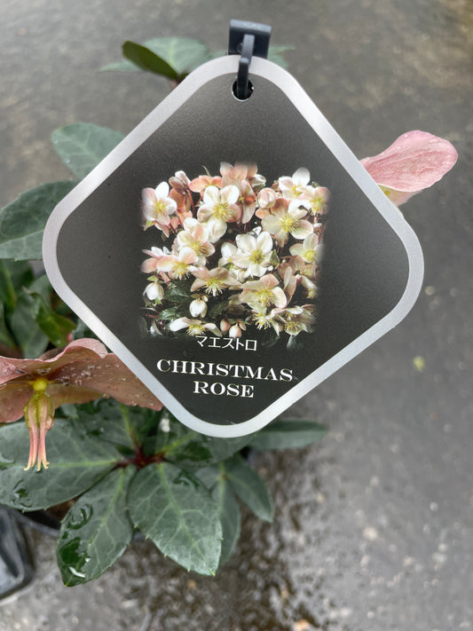 M55　クリスマスローズ　マエストロ　5号鉢