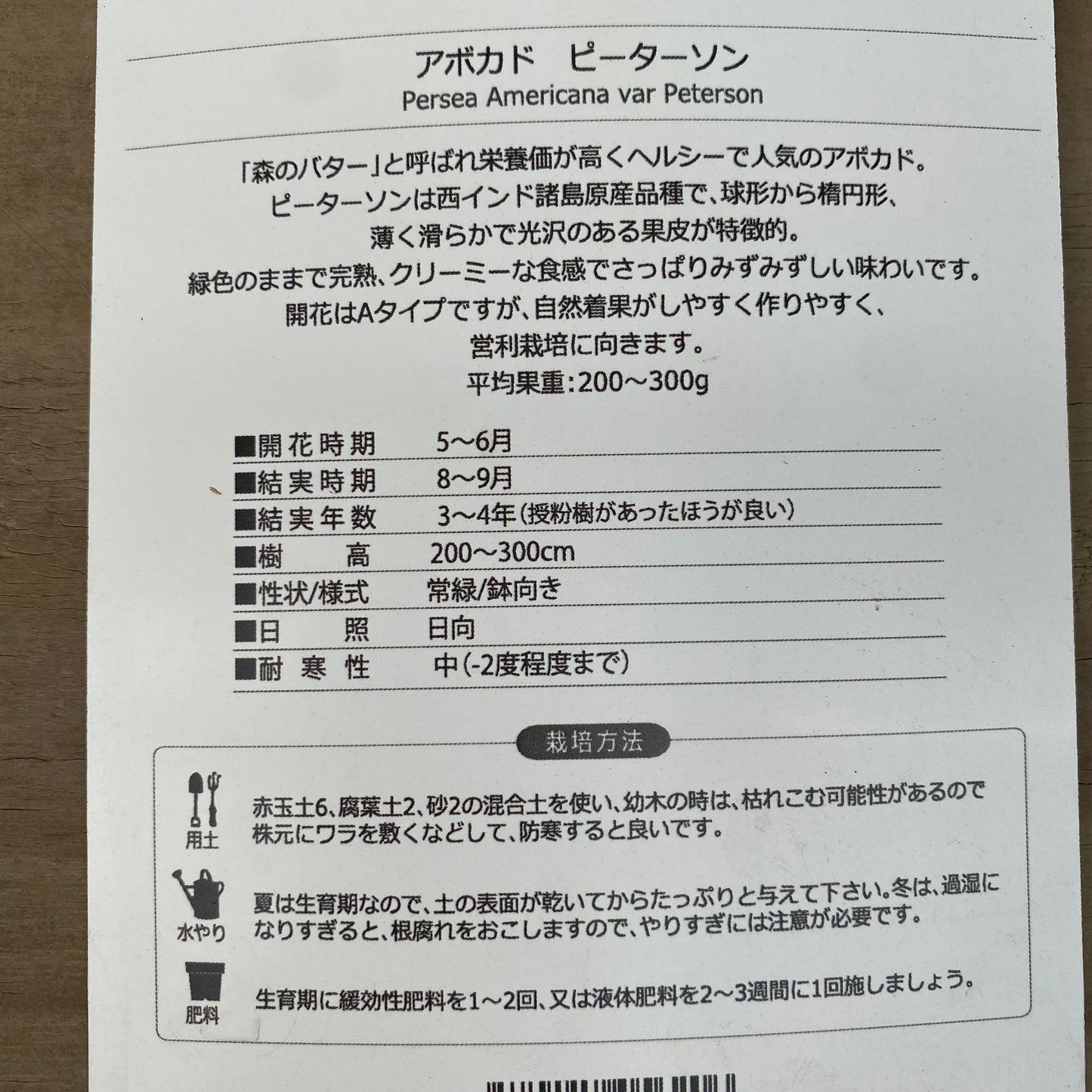 アボカド　ピーターソン　5号鉢　★1本で結実します