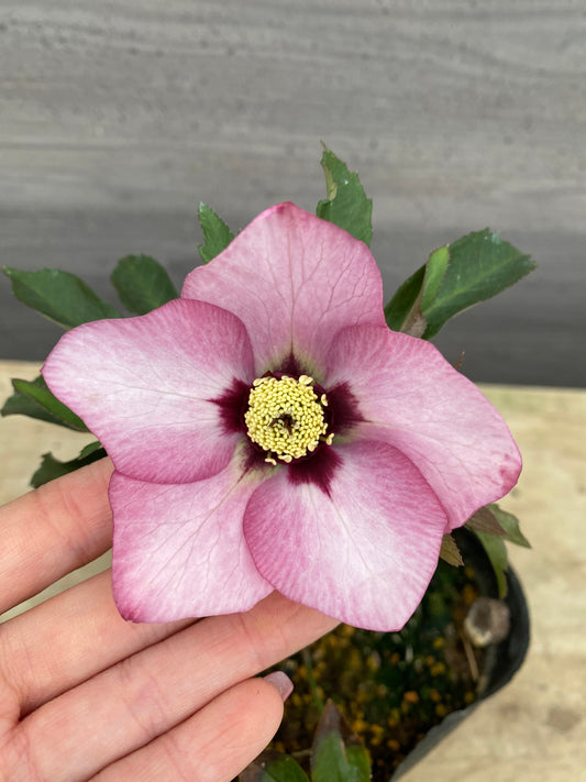 No.05081　横山園芸★クリスマスローズ　シングル咲き　5号苗ポット