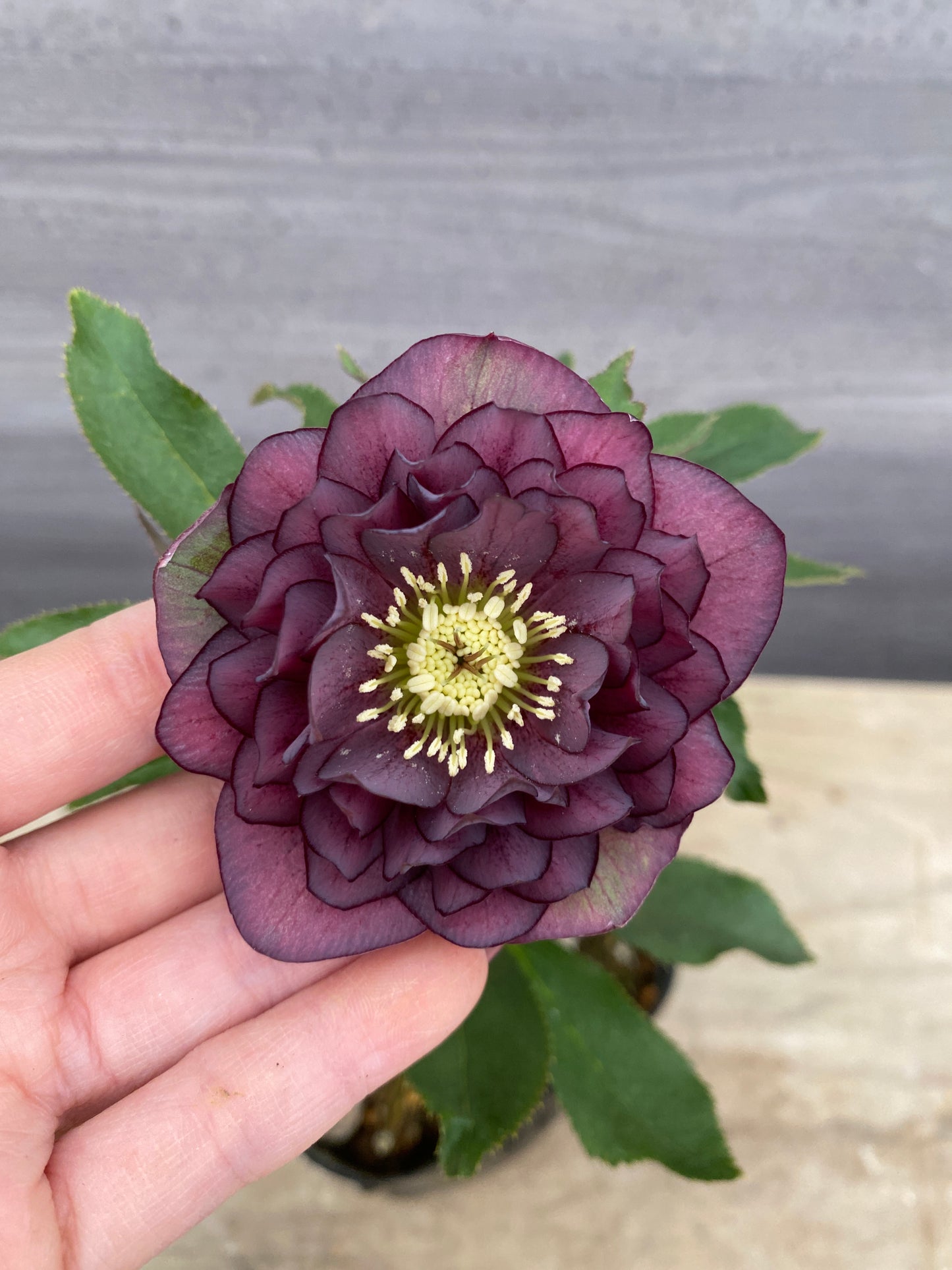 No.05108　横山園芸★クリスマスローズ　プリマドレス　5号苗ポット