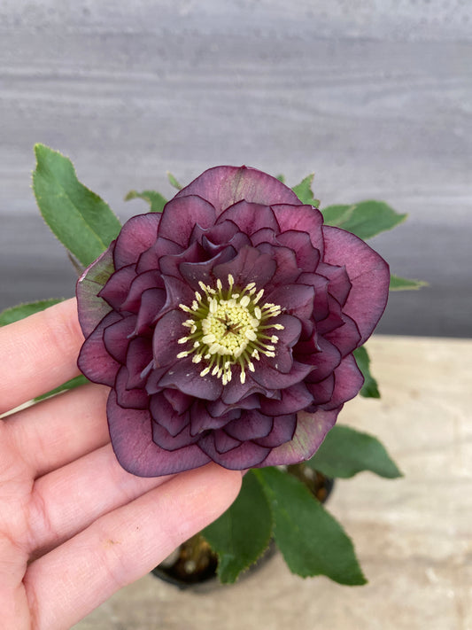 No.05108　横山園芸★クリスマスローズ　プリマドレス　5号苗ポット