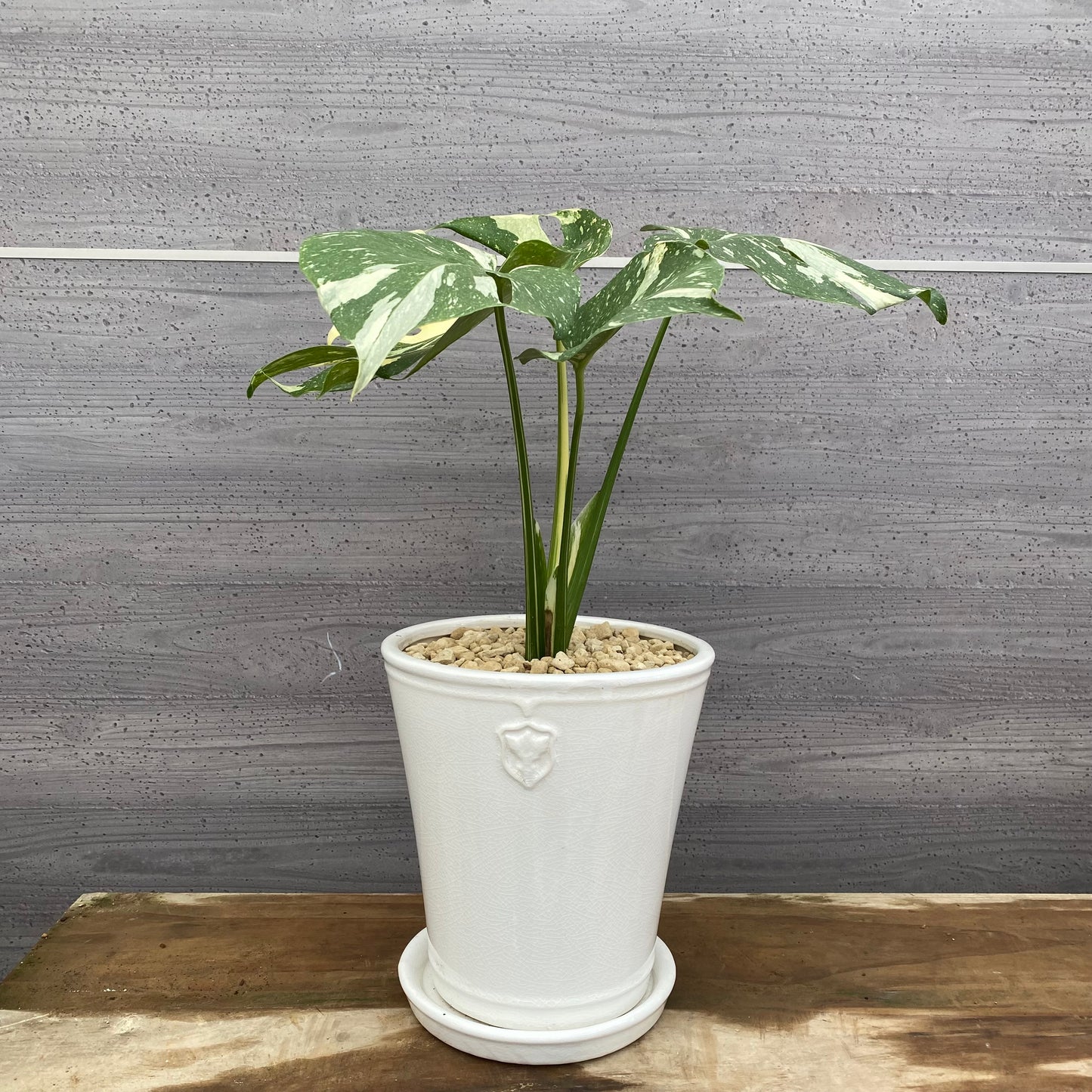 モンステラ　タイコンステレーション　花郷園さんオリジナルポット