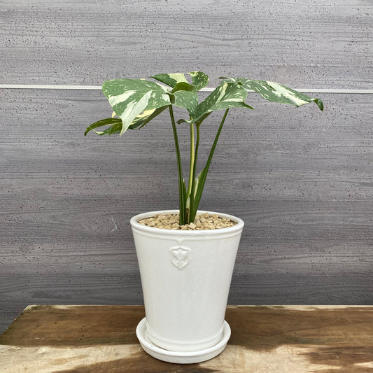 モンステラ　タイコンステレーション　花郷園さんオリジナルポット