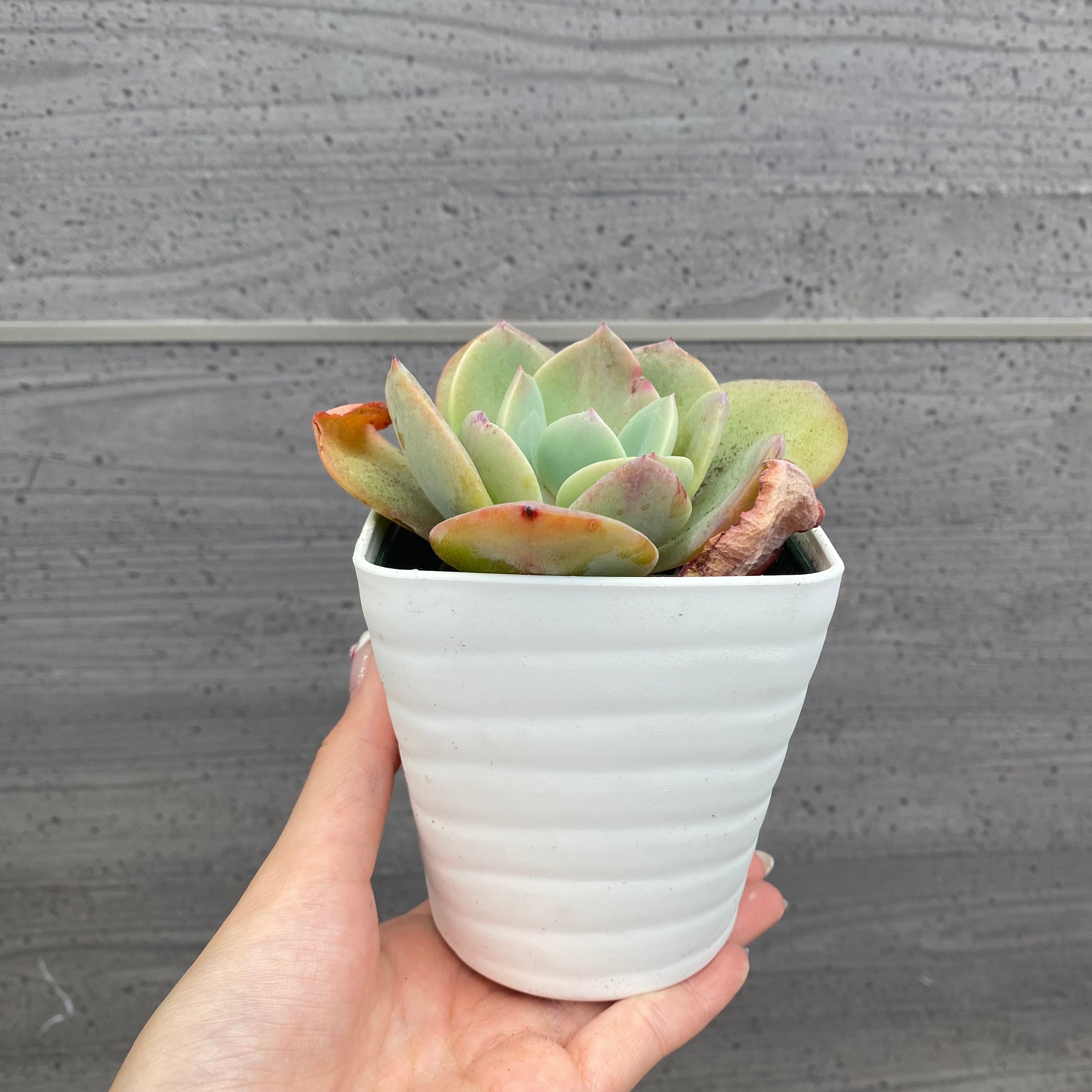 ご確認用多肉^^ No.08002 多肉植物 5点セット – 植物家族