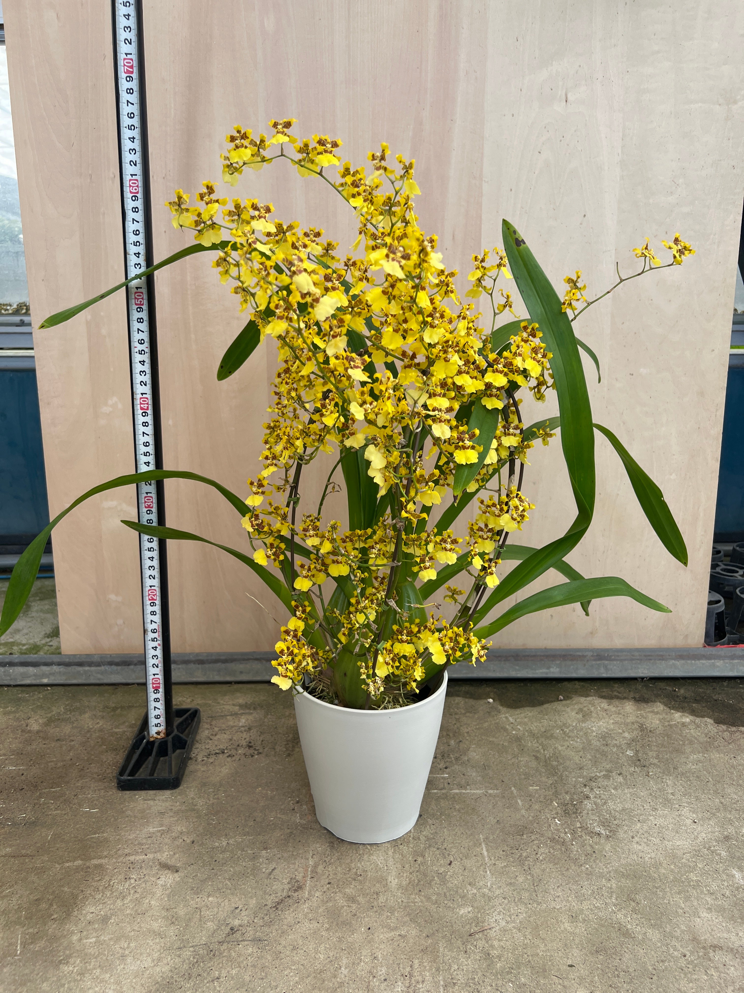Pickup 全ての商品 – 植物家族
