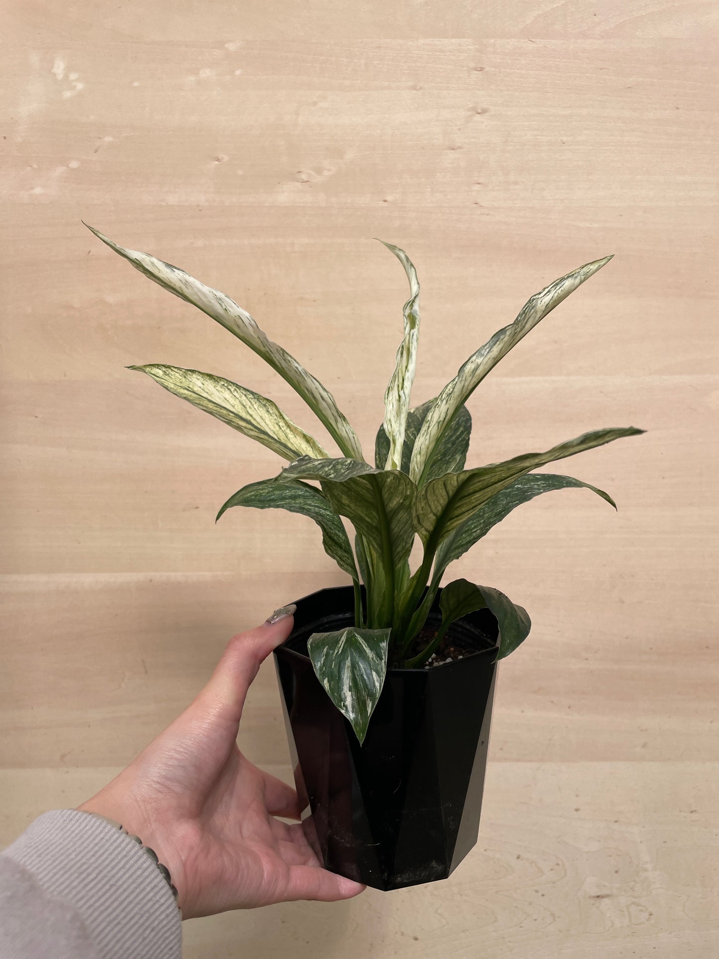 M10　スパティフィラム　センセーションバリエガータ　4号苗ポット