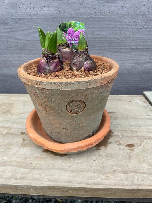 ヒアシンス　パープルセンセーション　キューポット