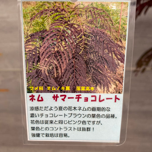 ネム　サマーチョコレート　6号鉢