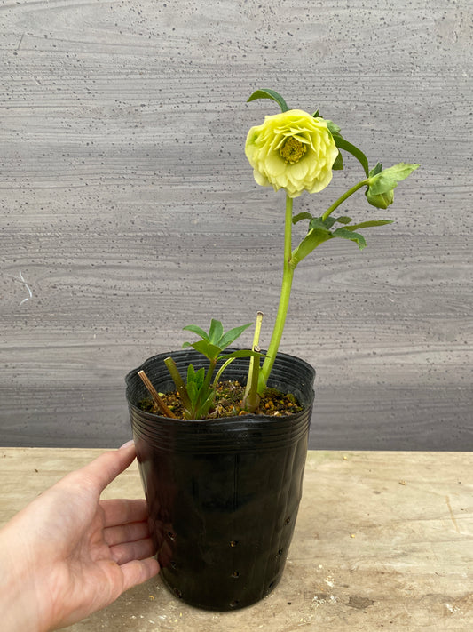 No.05124　横山園芸★クリスマスローズ　プリマドレス　5号苗ポット