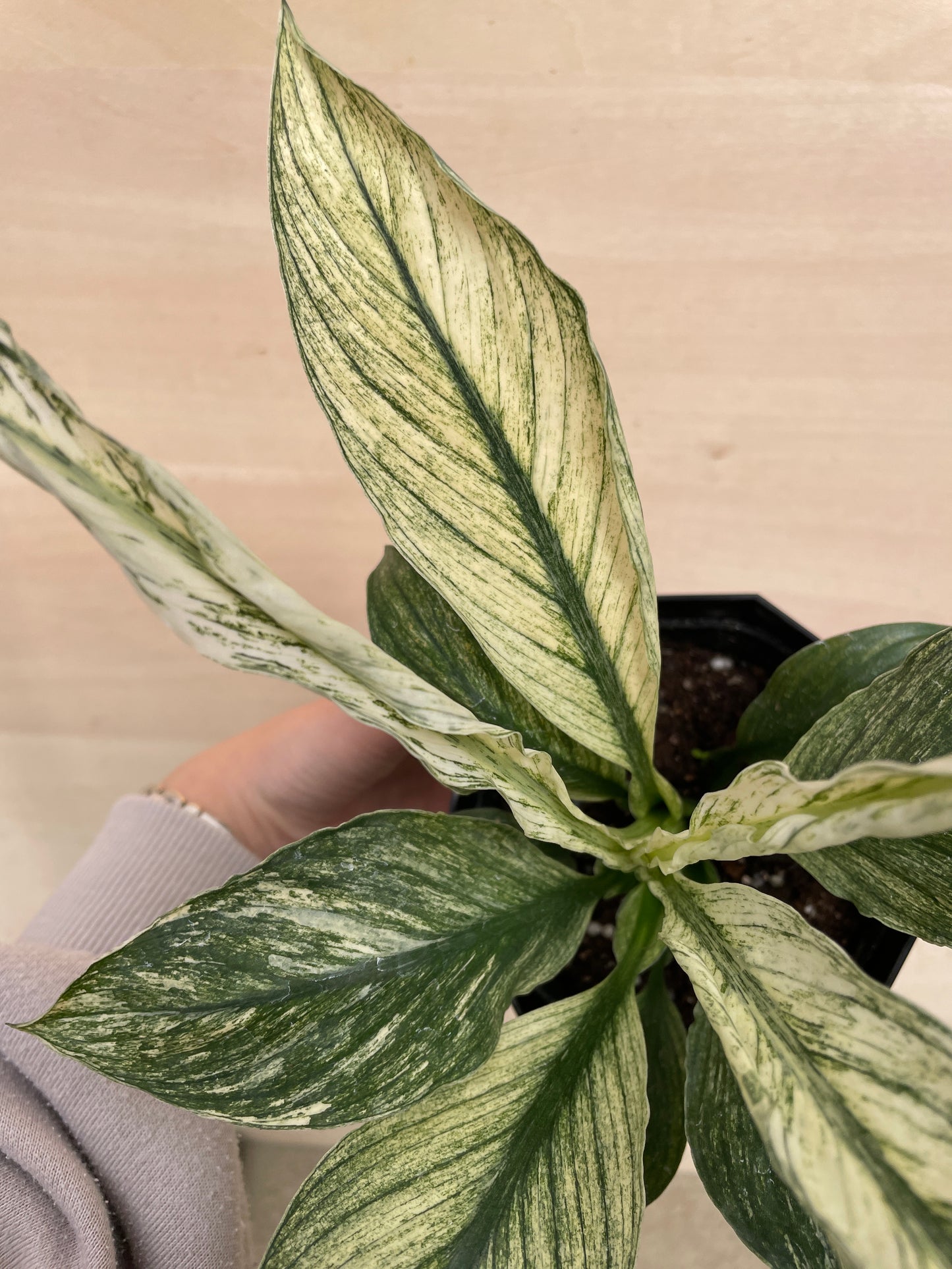 M10　スパティフィラム　センセーションバリエガータ　4号苗ポット