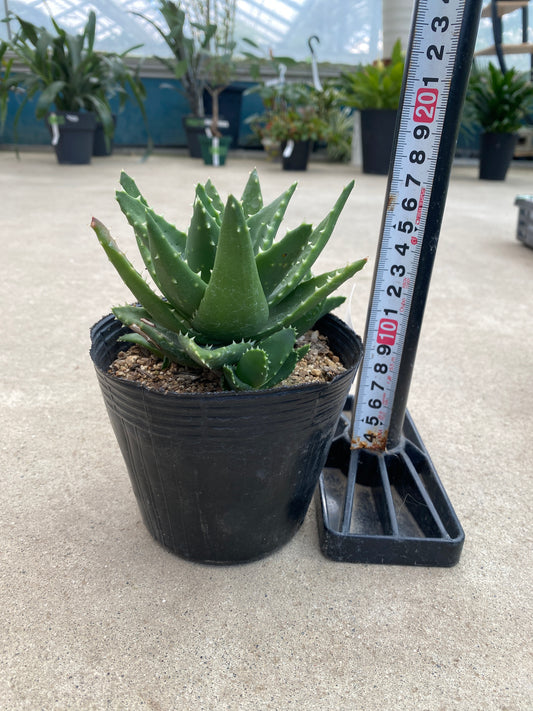 No.28017 アロエ 4号苗ポット