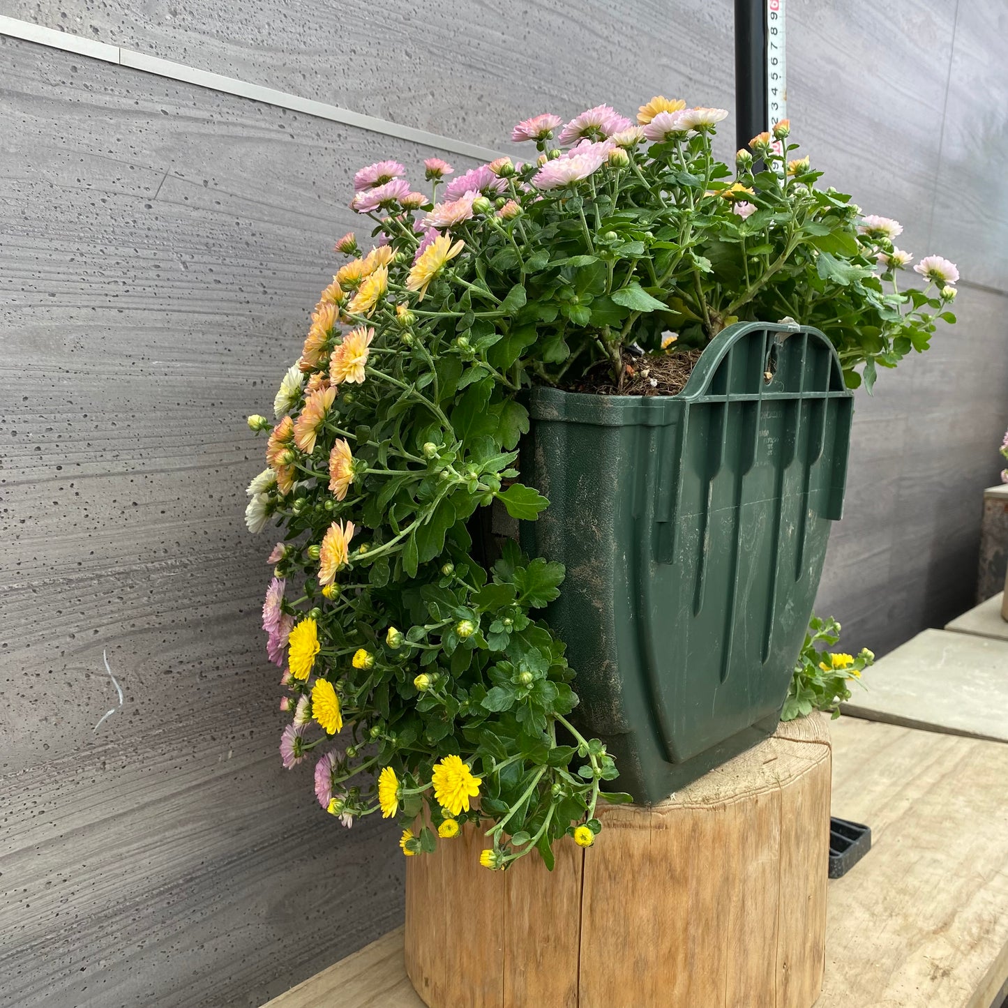 社長植栽★　ガーデンマム寄せ植え　ハンギングポット