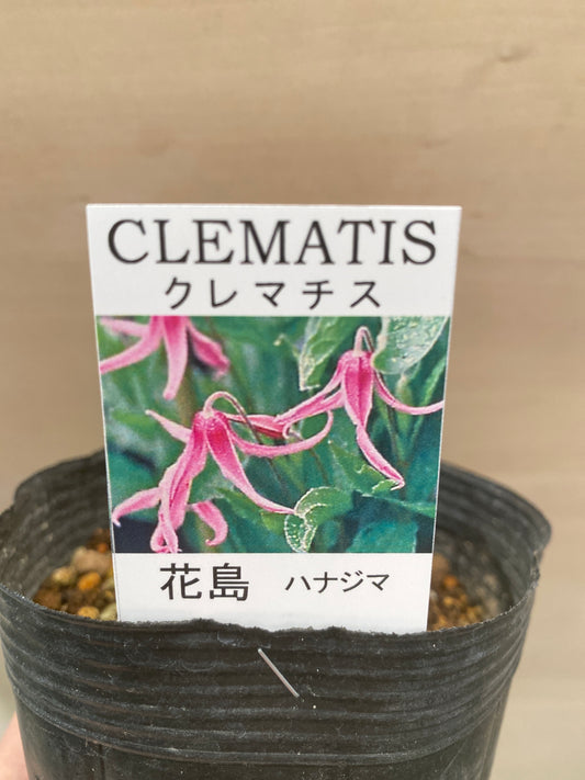 No.03018　クレマチス　花島　3.5号苗ポット