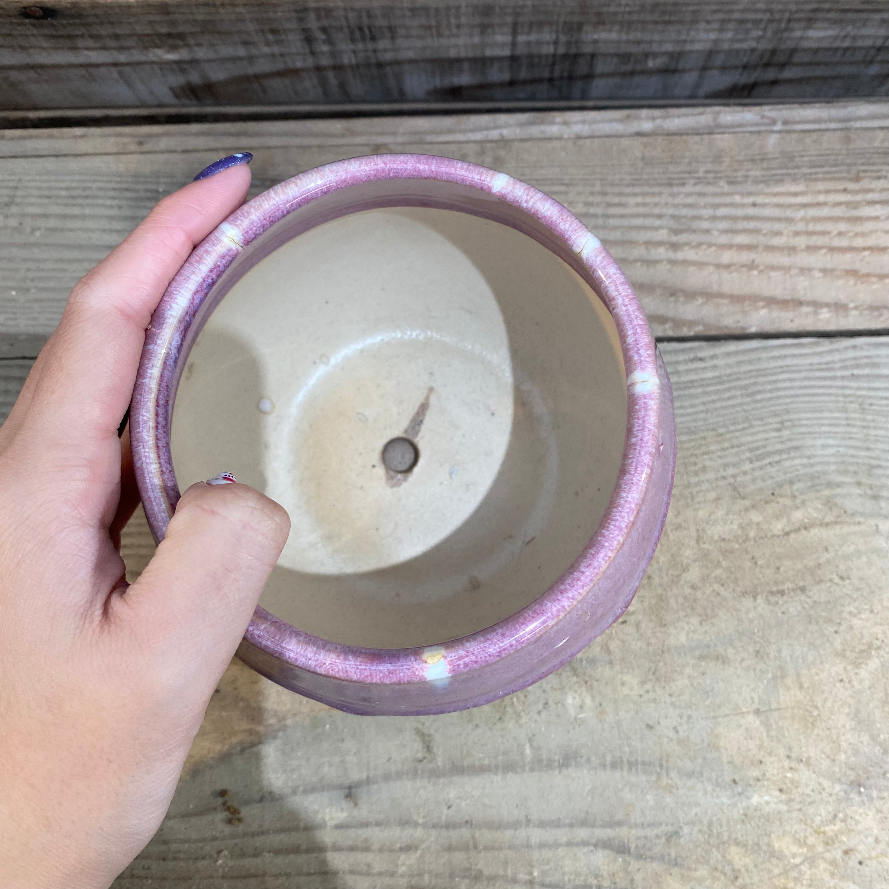 プ*ア様 ☘️超特大株❤️開花株❤️6号❤️根ガンガンパンパン440【ATLAS プ*ア様 ☘️超特大株❤️開花株❤️6号❤️根ガンガンパンパン440