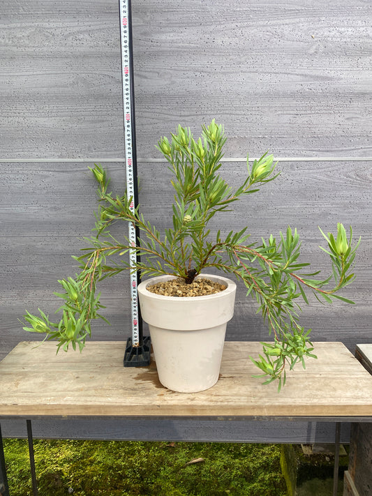 リュウカデンドロン　イエローデビル　No.2　オリジナルポット